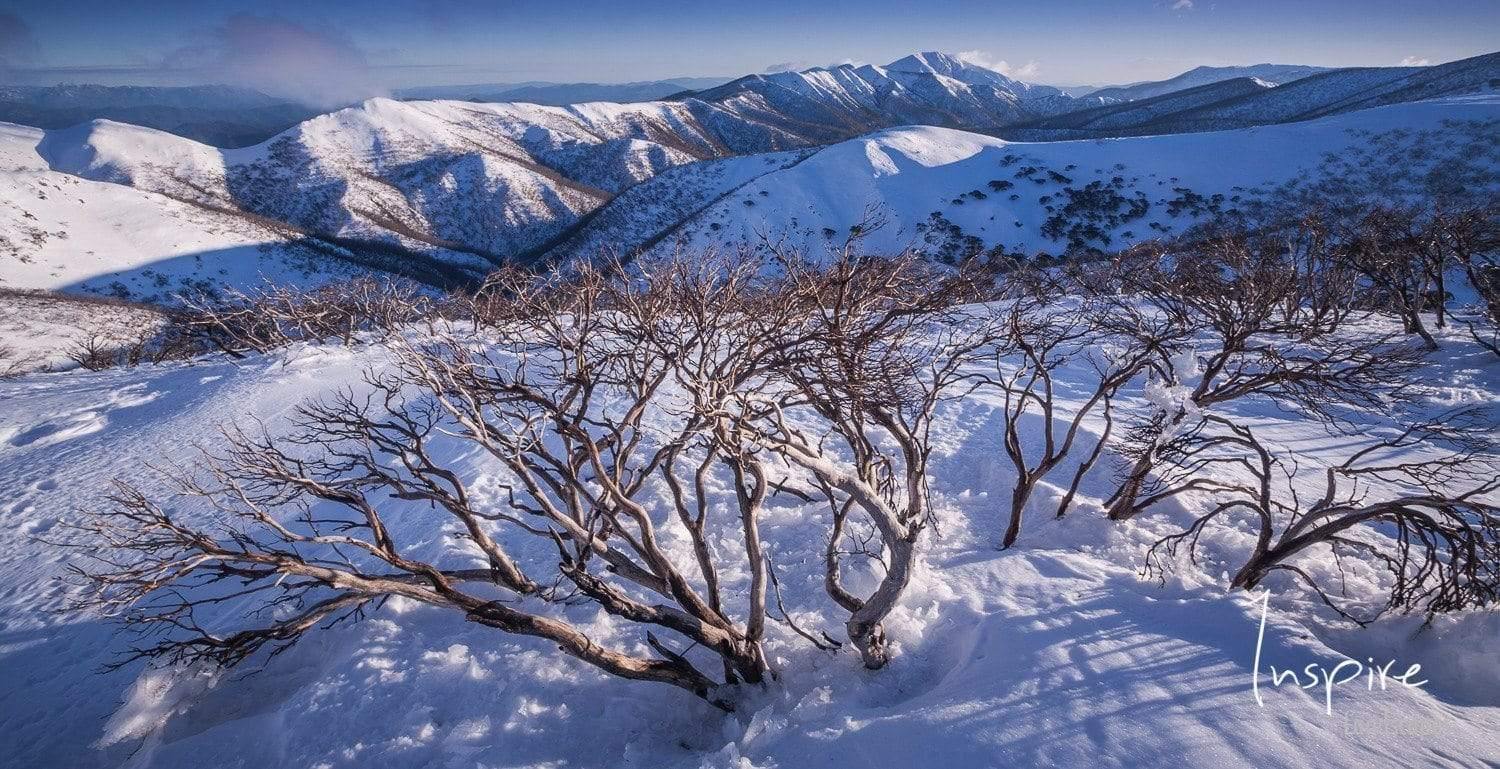 A large snow-covered area with some small trees with many branches and no leaves on them, A great wall of mountains covered with snow in the background, Feathertop in Snow - Victorian High Country