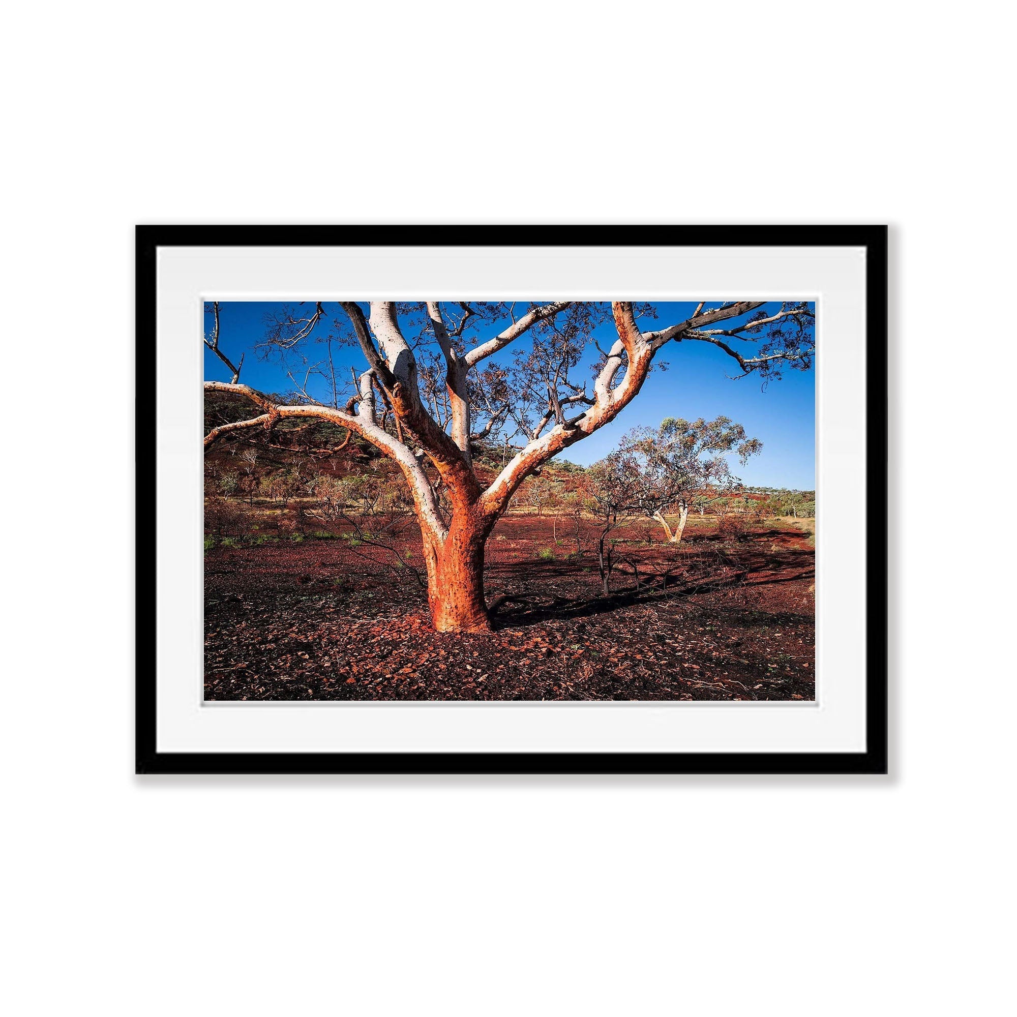 Burnt Tree - Karijini, The Pilbara