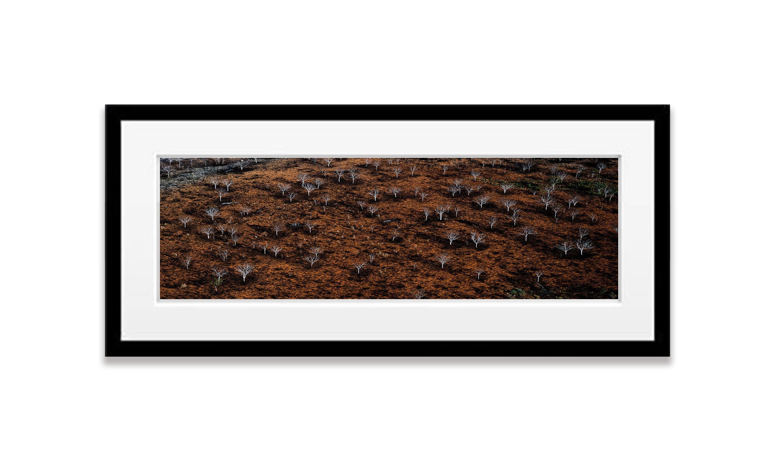 Burnt Trees, The Bungles