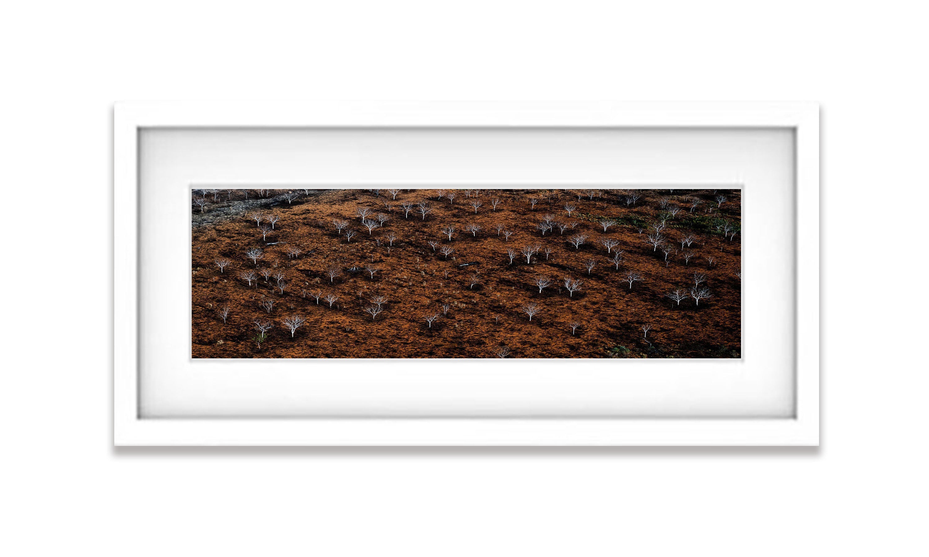 Burnt Trees, The Bungles