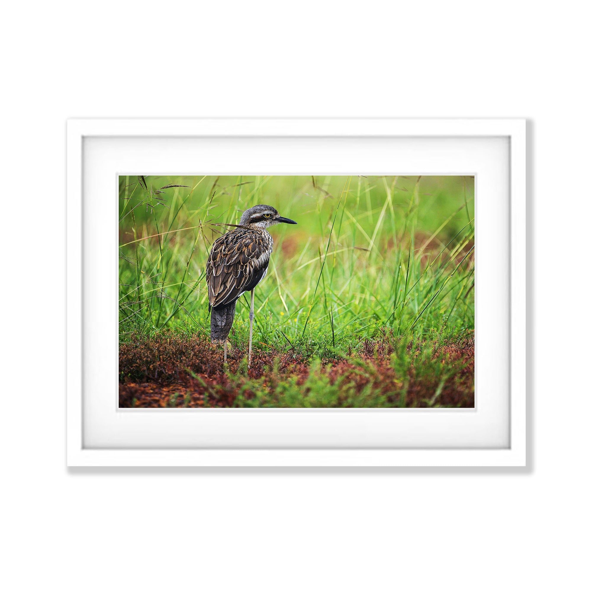 Bush Stone Curlew