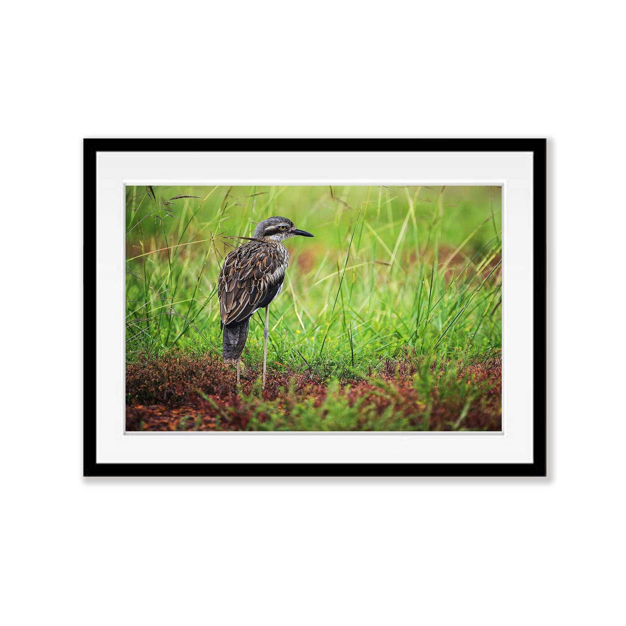 Bush Stone Curlew