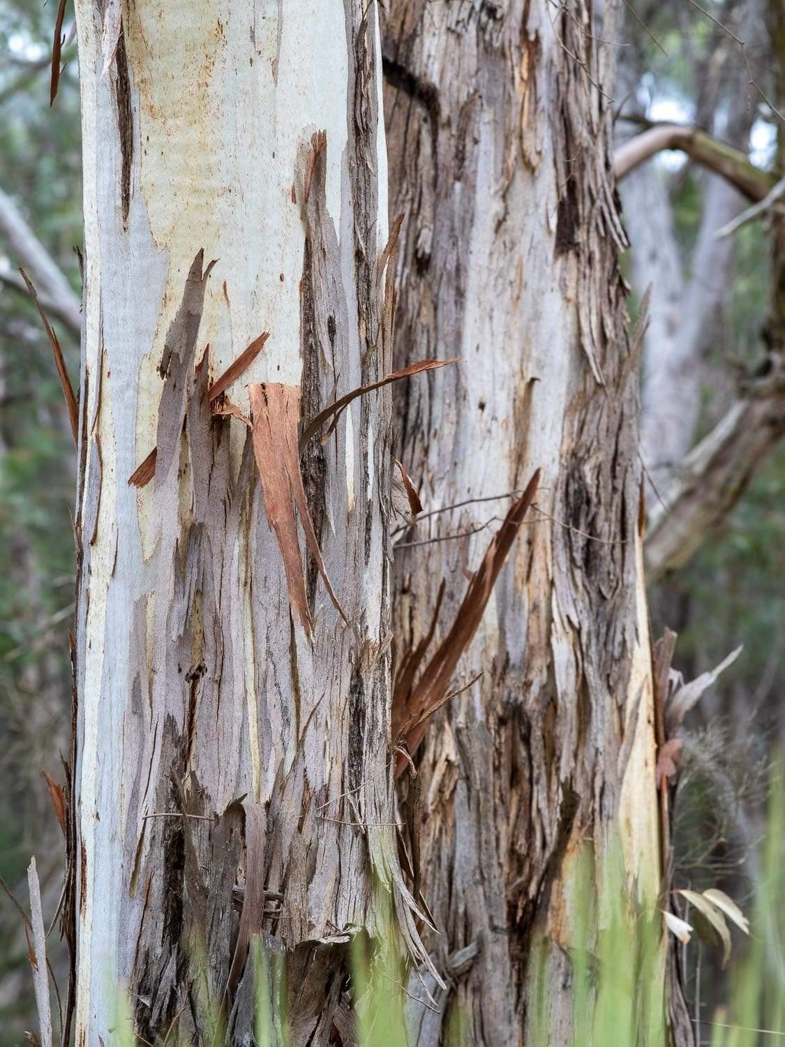A close-up shot of a thick tree stem naturally peeled from some areas, Bushland #2 - Kangaroo Island SA