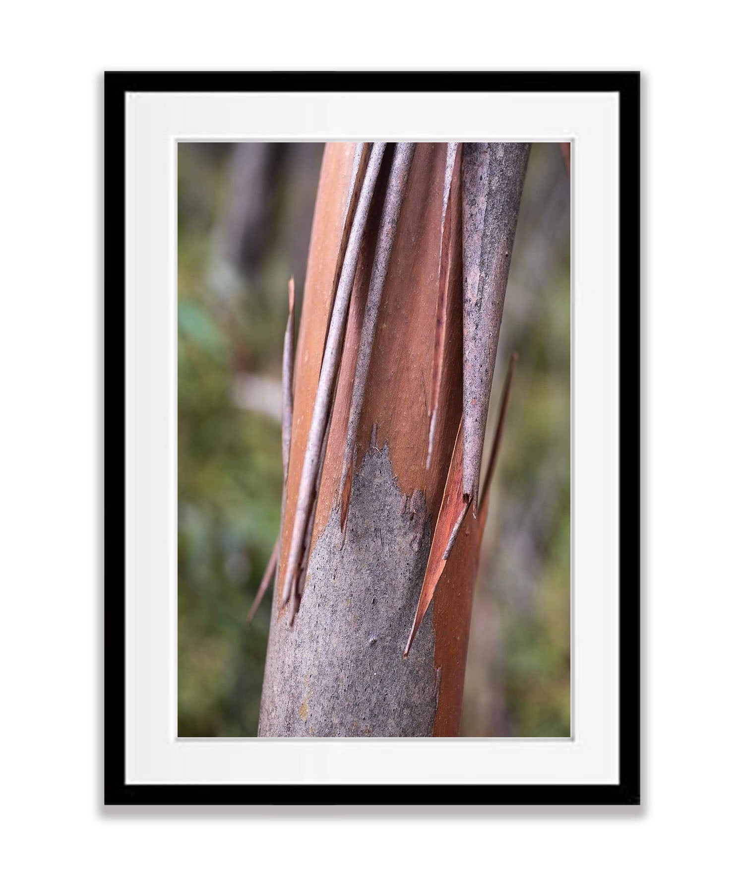 Bushland No.3, Kangaroo Island, South Australia