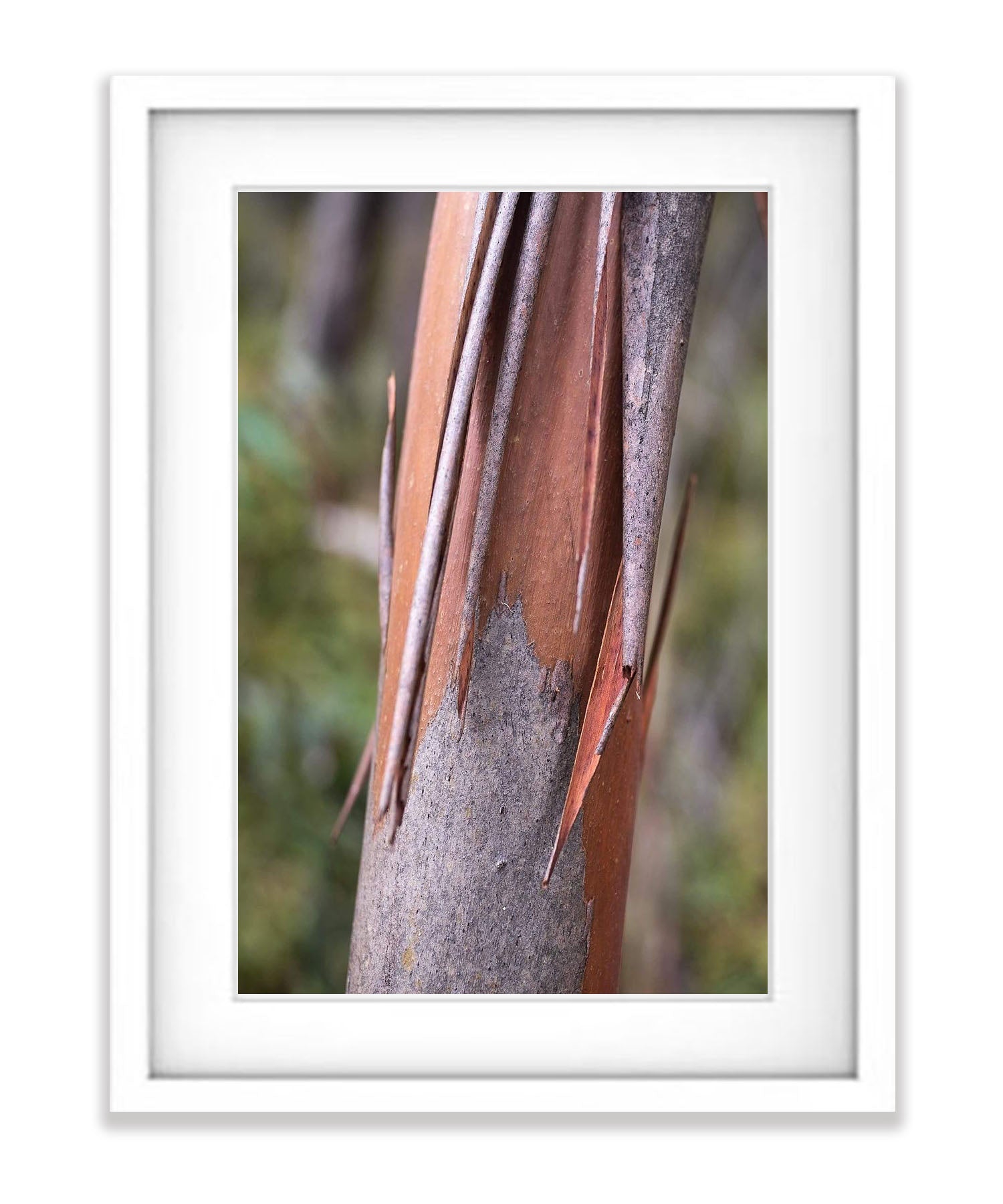 Bushland No.3, Kangaroo Island, South Australia