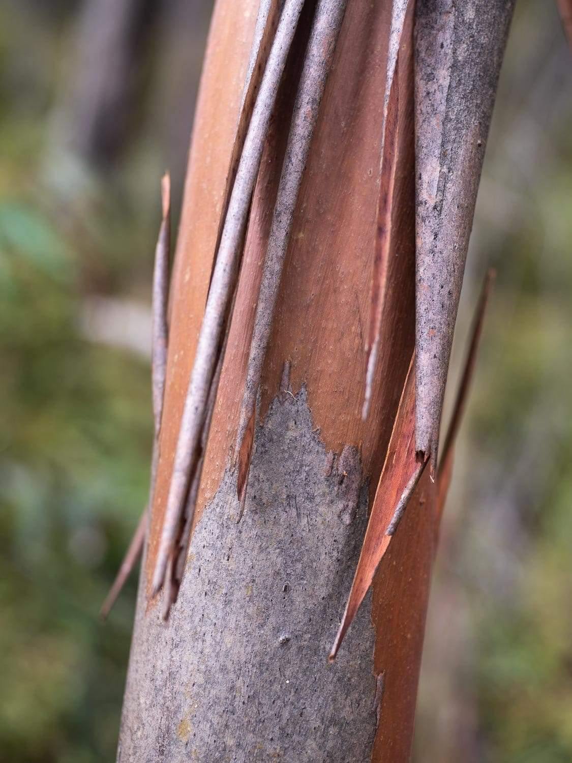 A close-up shot of a thin tree stem naturally peeled from some areas and rolled up, Bushland #2 - Kangaroo Island SA
