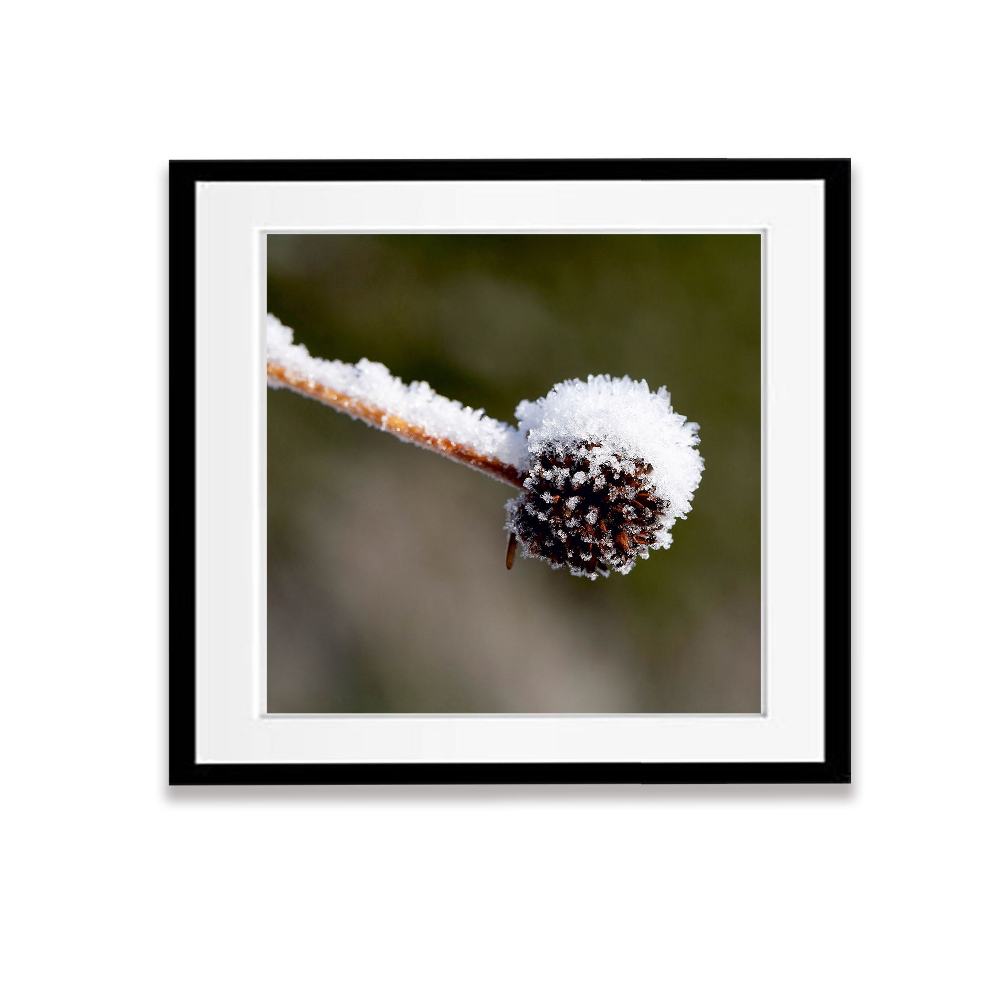 Buttongrass, Cradle Mountain, TAS