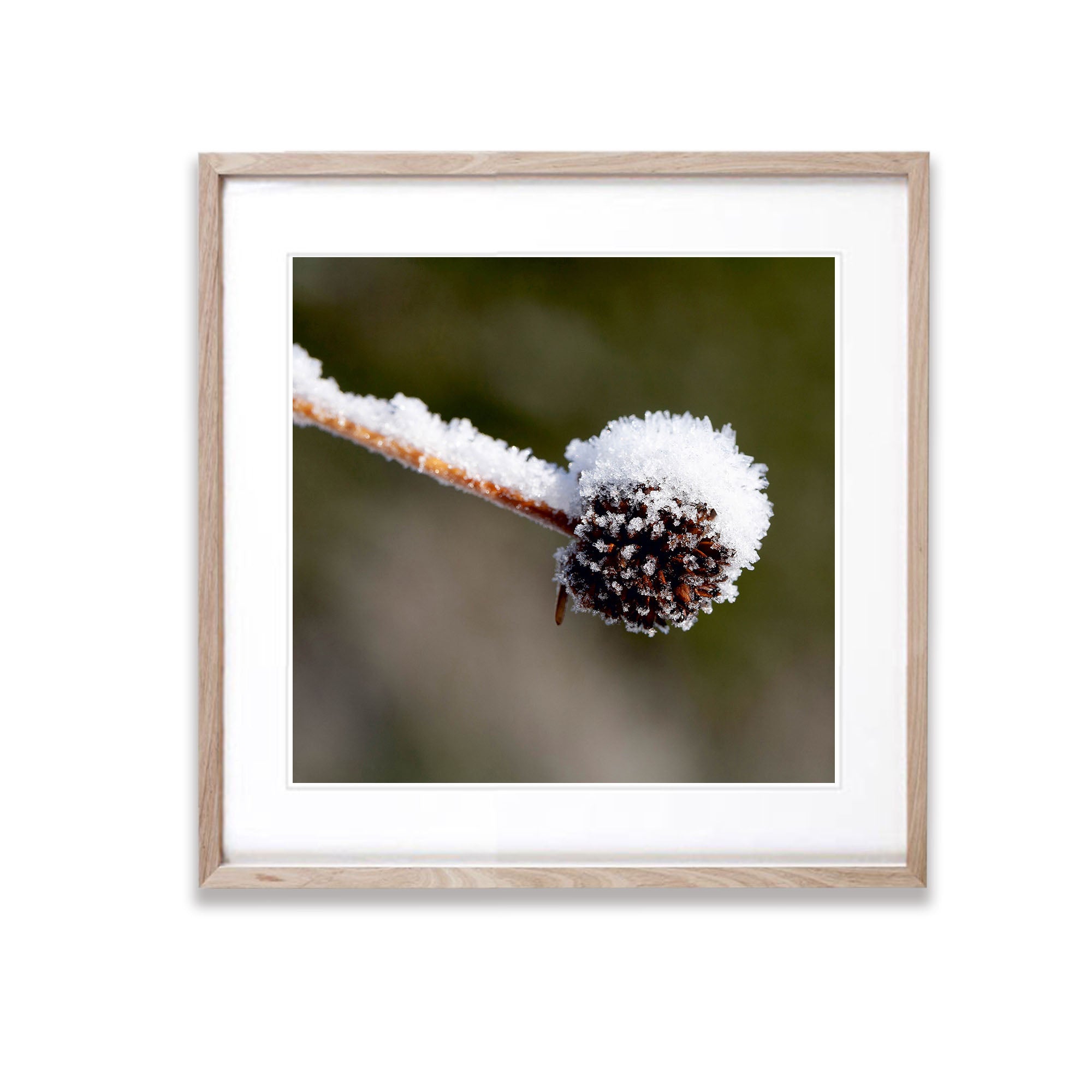 Buttongrass, Cradle Mountain, TAS