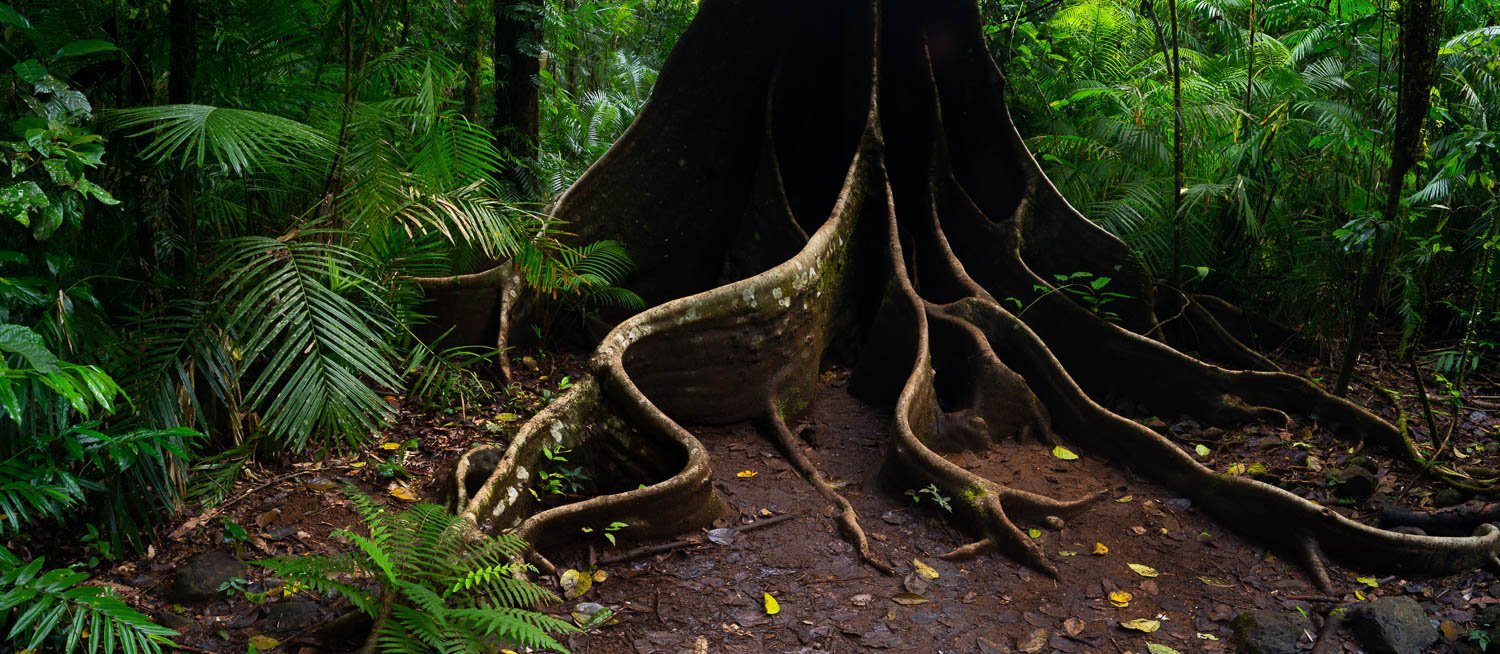 Buttress Tree Root, Far North Queensland