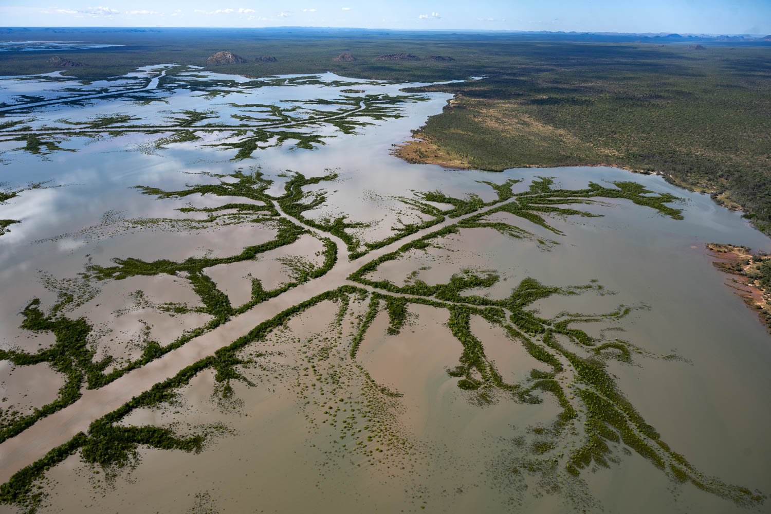 A long treelike shape of green colour having branches is formed on the oceanic surface with the land connecting to the area filled with ground greenery and a shining view of sunlight, and a clear sky, Cambridge Gulf, The Kimberley  
