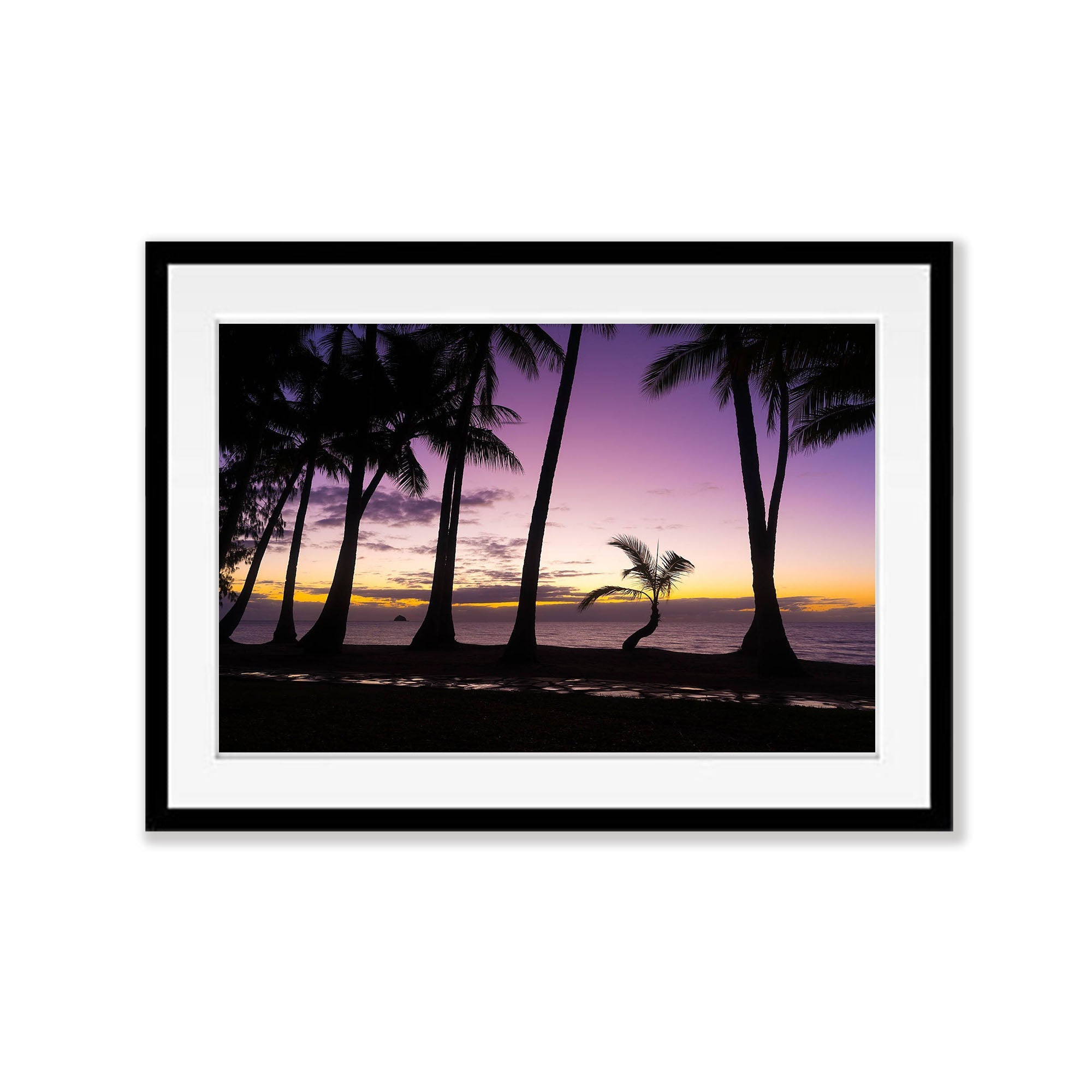 Catching Up, Lone Palm Tree, Palm Cove, Far North Queensland