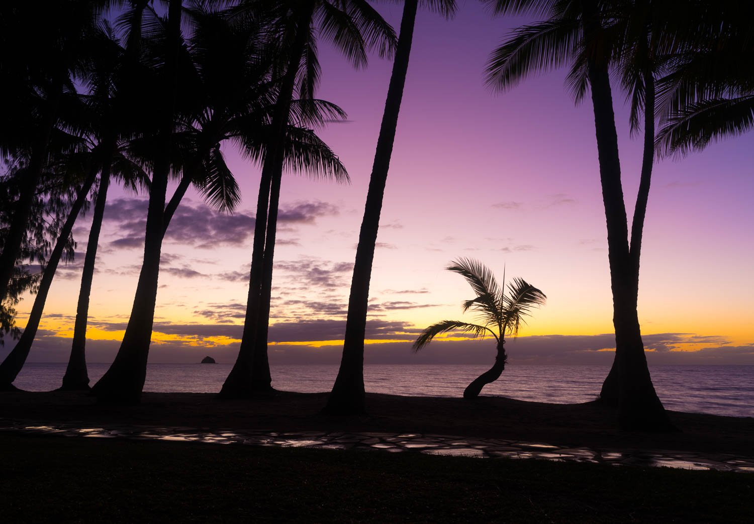 Long coconut trees standing tall in a row with the dark black effect of night shadow with a light purplish sky, and a sea connecting with the land, Catching Up, Lone Palm Tree, Palm Cove, Far North Queensland