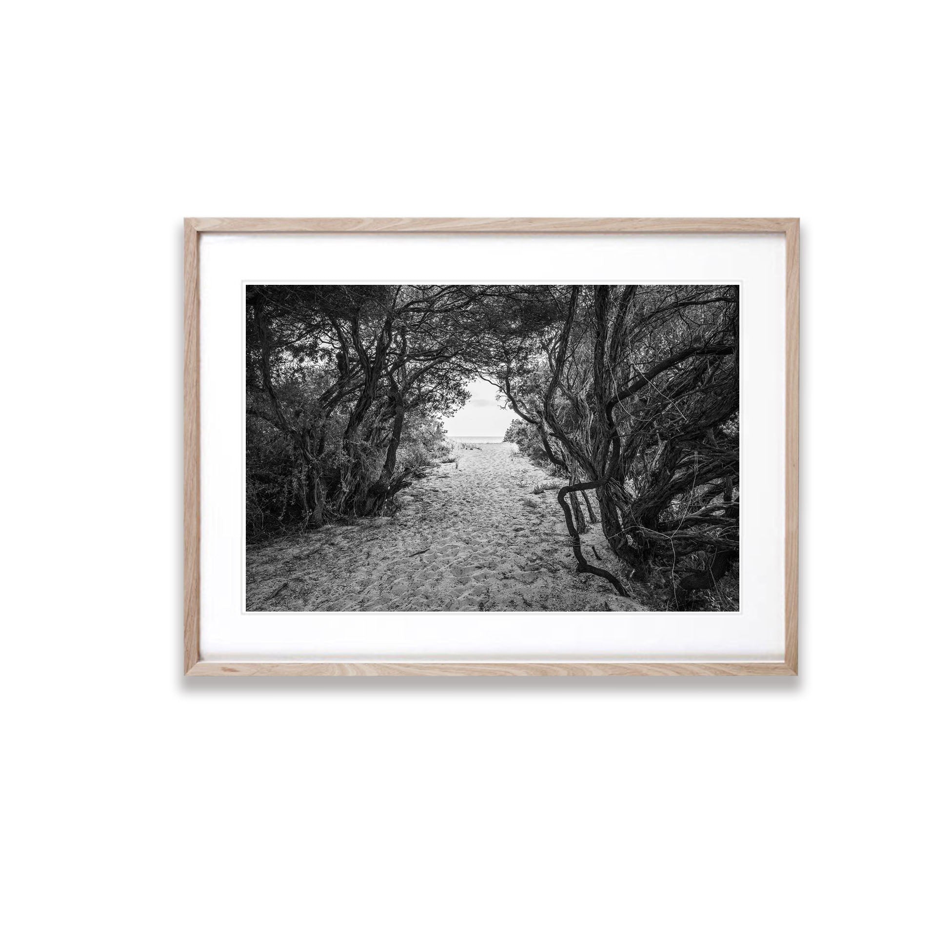 Coastal Tea Tree, Portsea