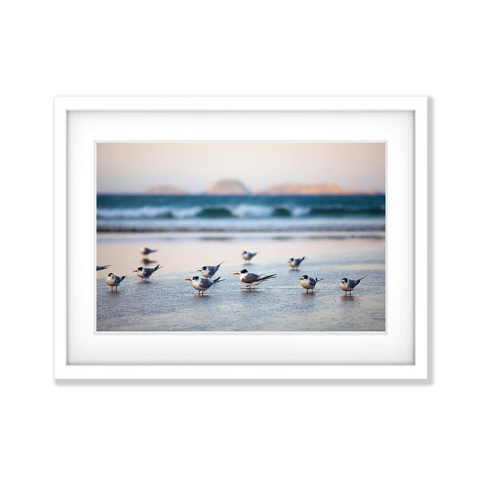 Crested Terns - Wilson's Promontory VIC