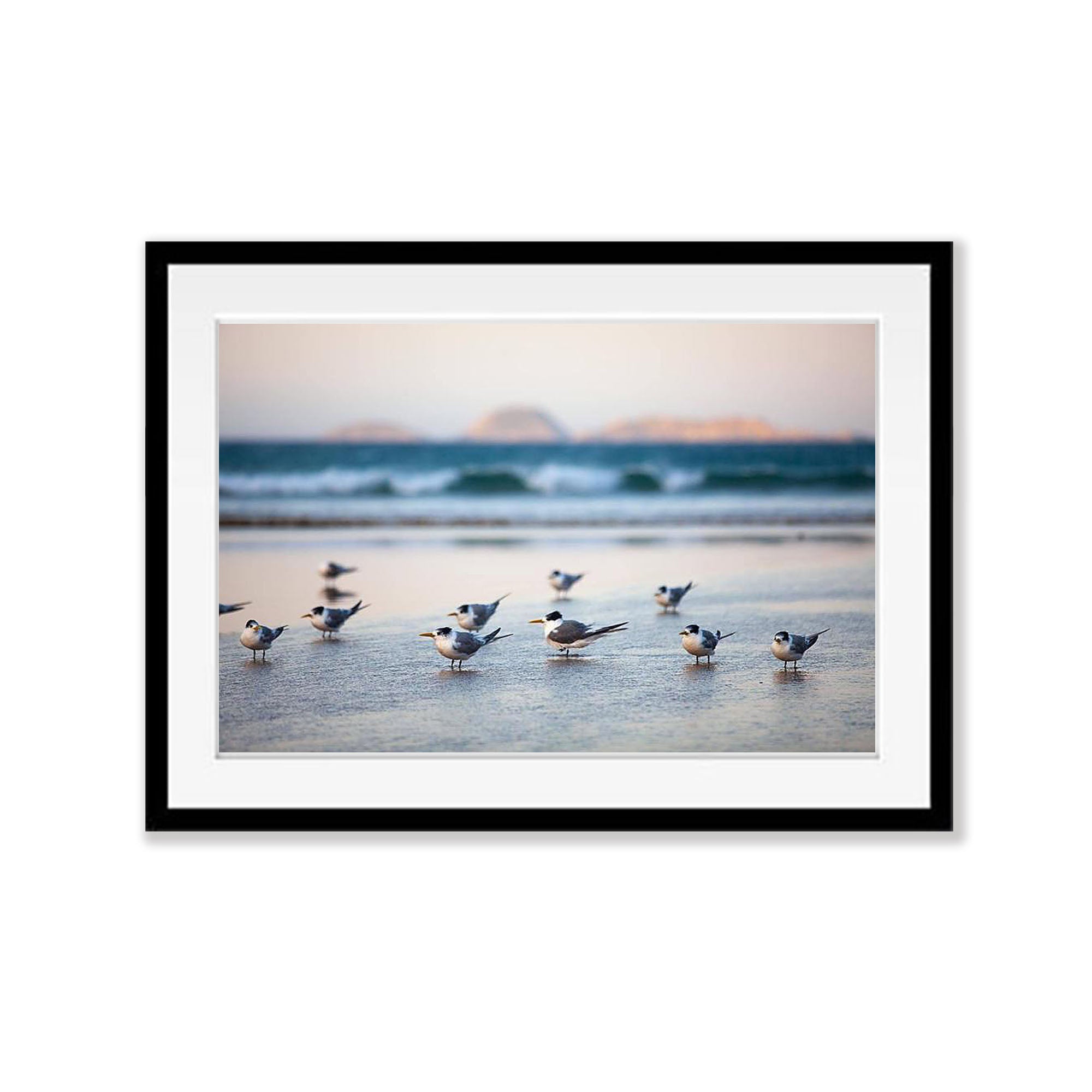 Crested Terns - Wilson's Promontory VIC
