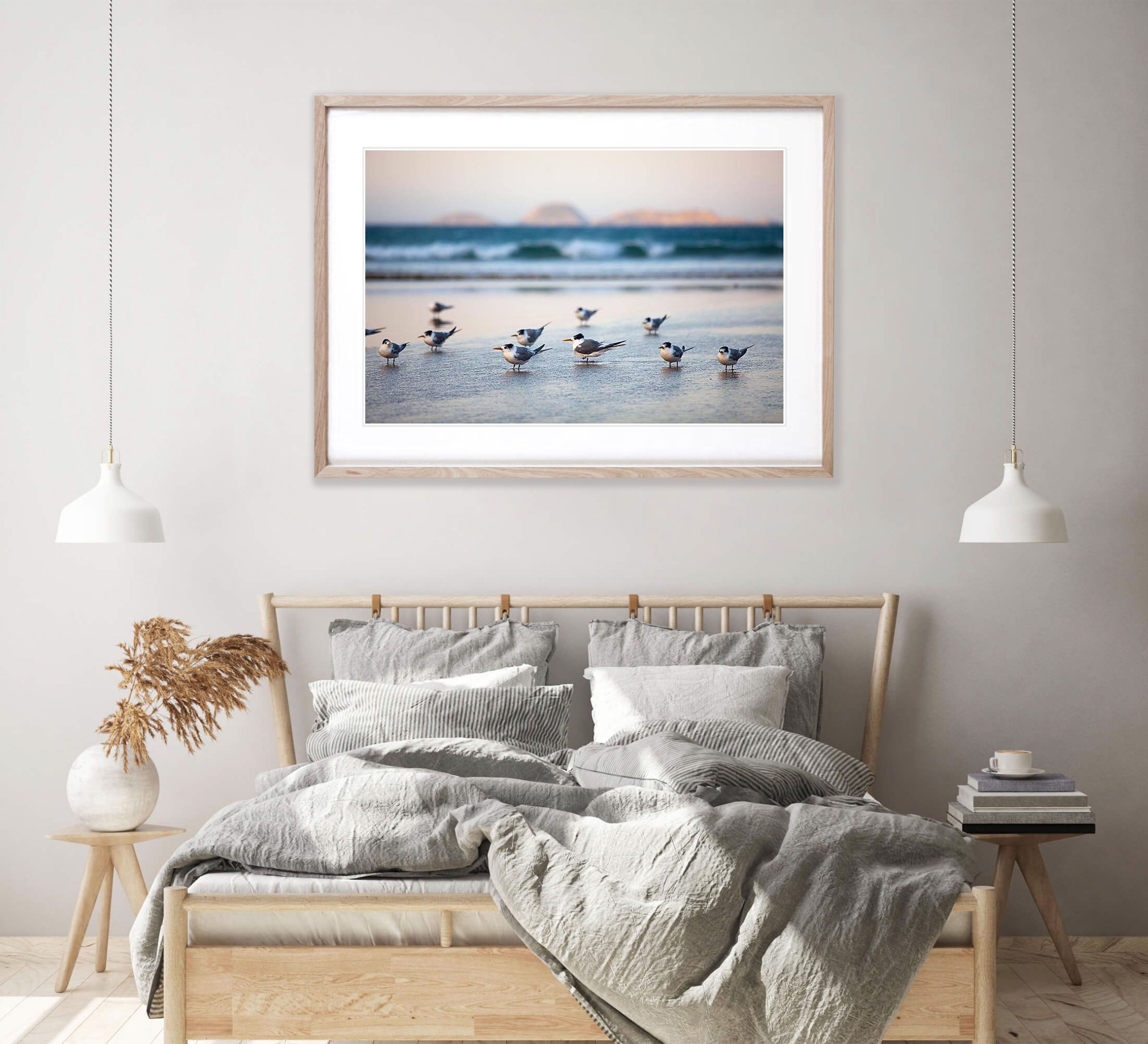 Crested Terns - Wilson's Promontory VIC