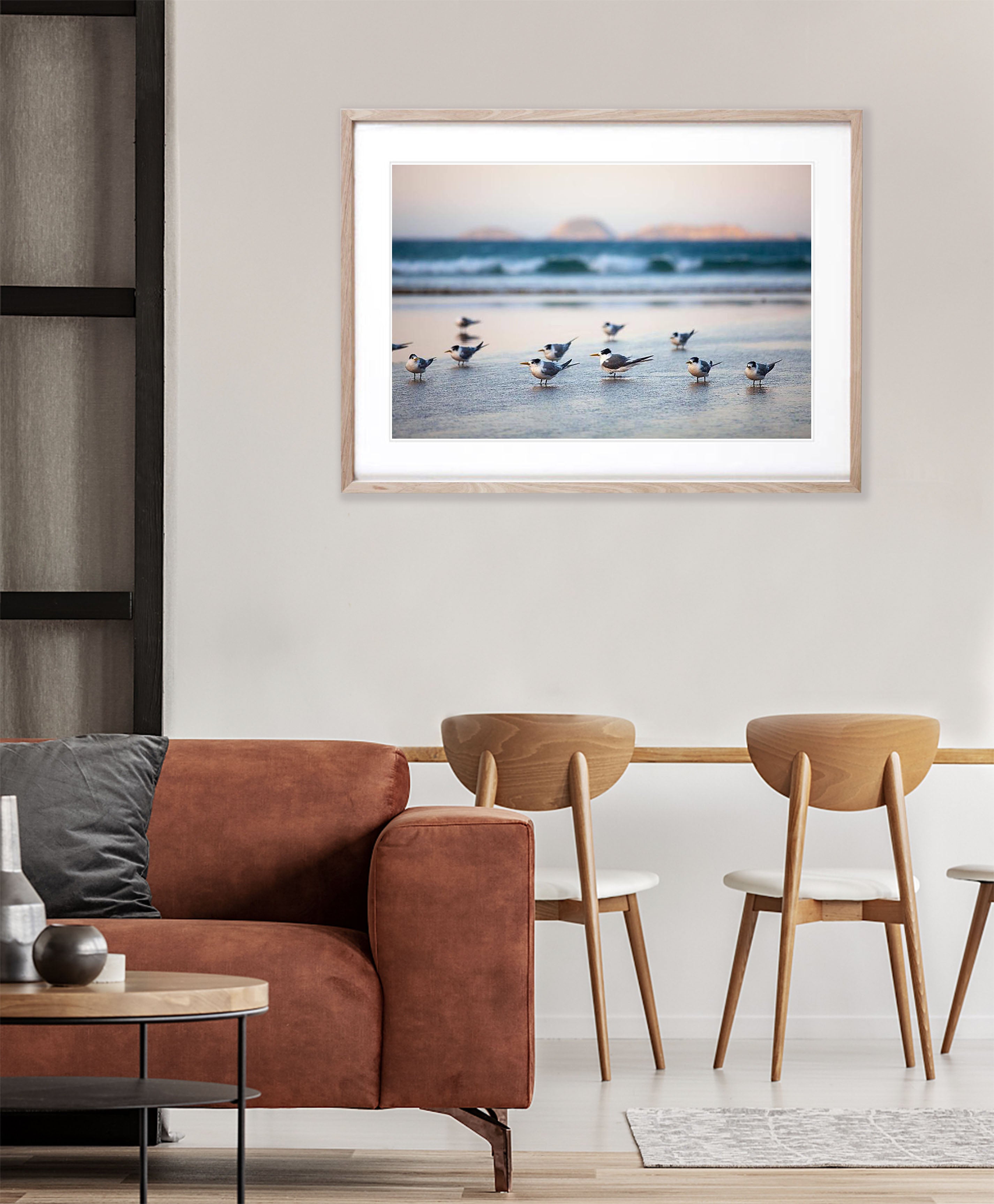 Crested Terns - Wilson's Promontory VIC