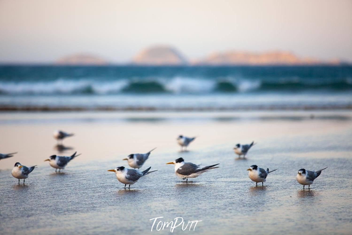 A close up capture of a group of Crested Terns at the seashore with the sea and some blurred rocks in the background, Crested Terns - Wilson's Promontory Victoria