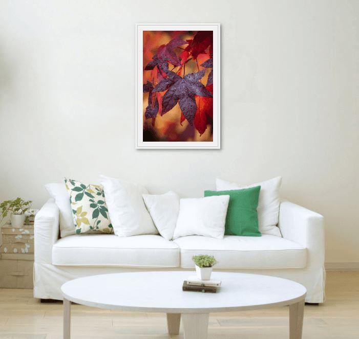 Crimson Leaves-Tom-Putt-Landscape-Prints