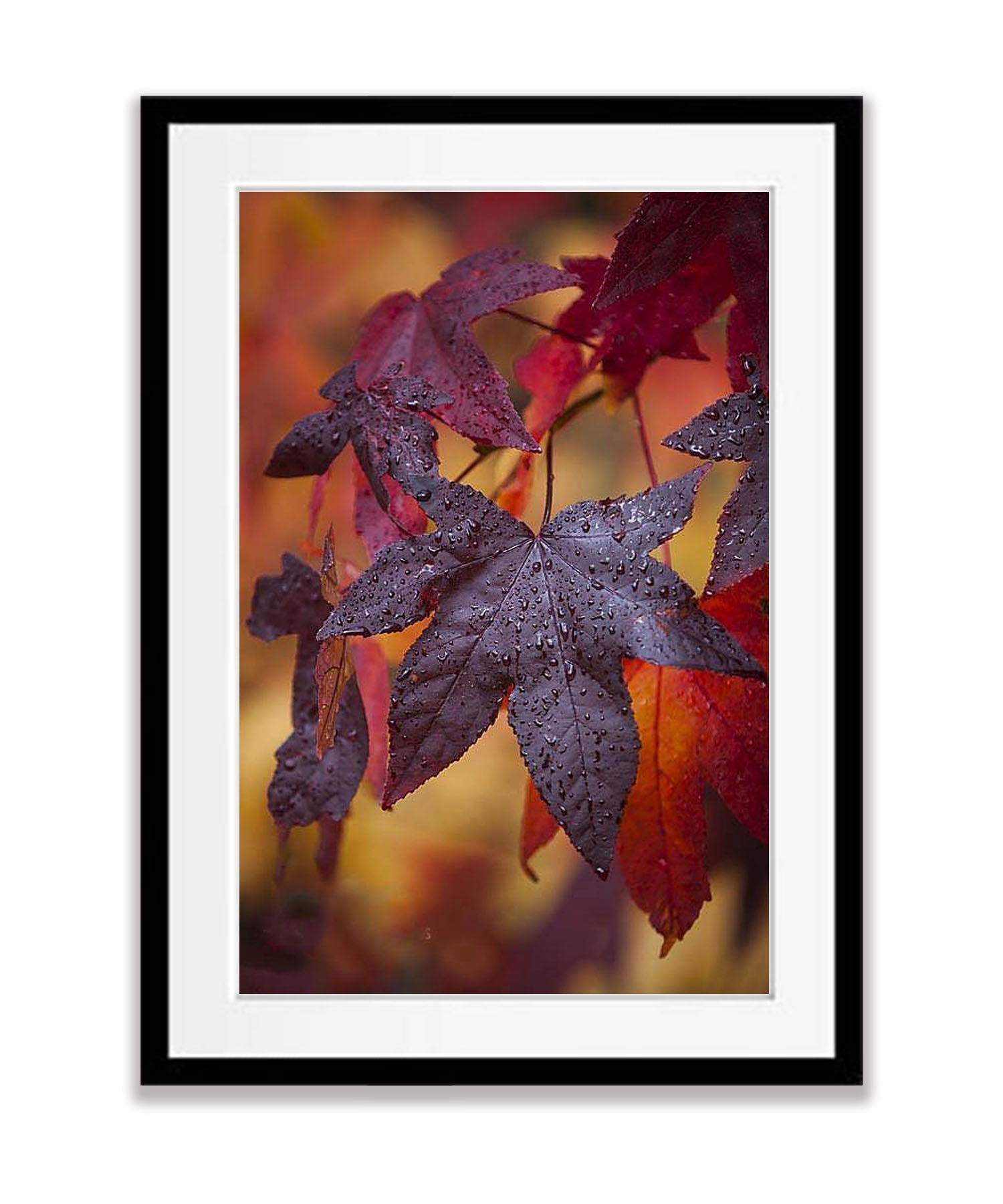 Crimson Leaves, Bright, Victorian High Country