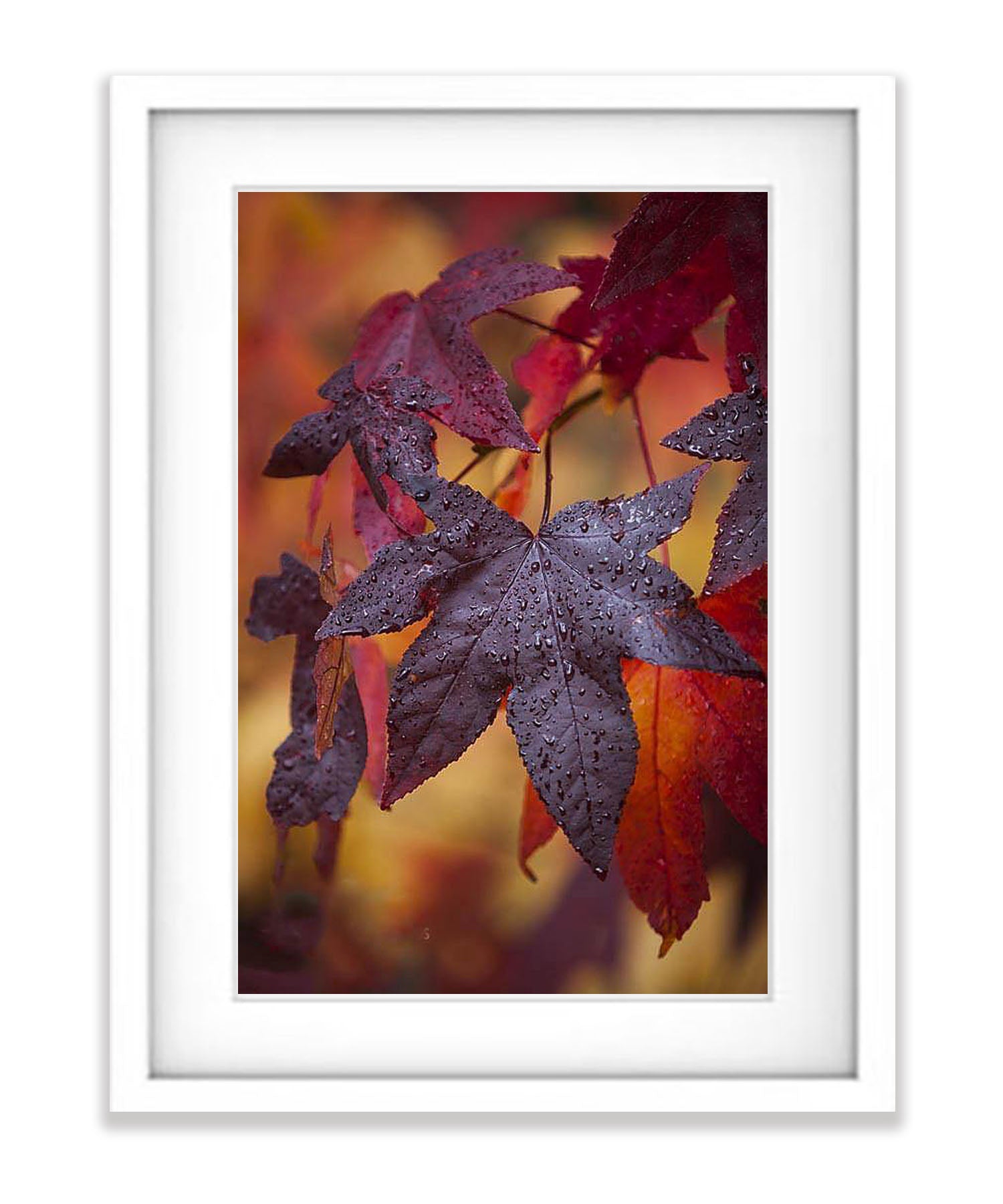 Crimson Leaves, Bright, Victorian High Country