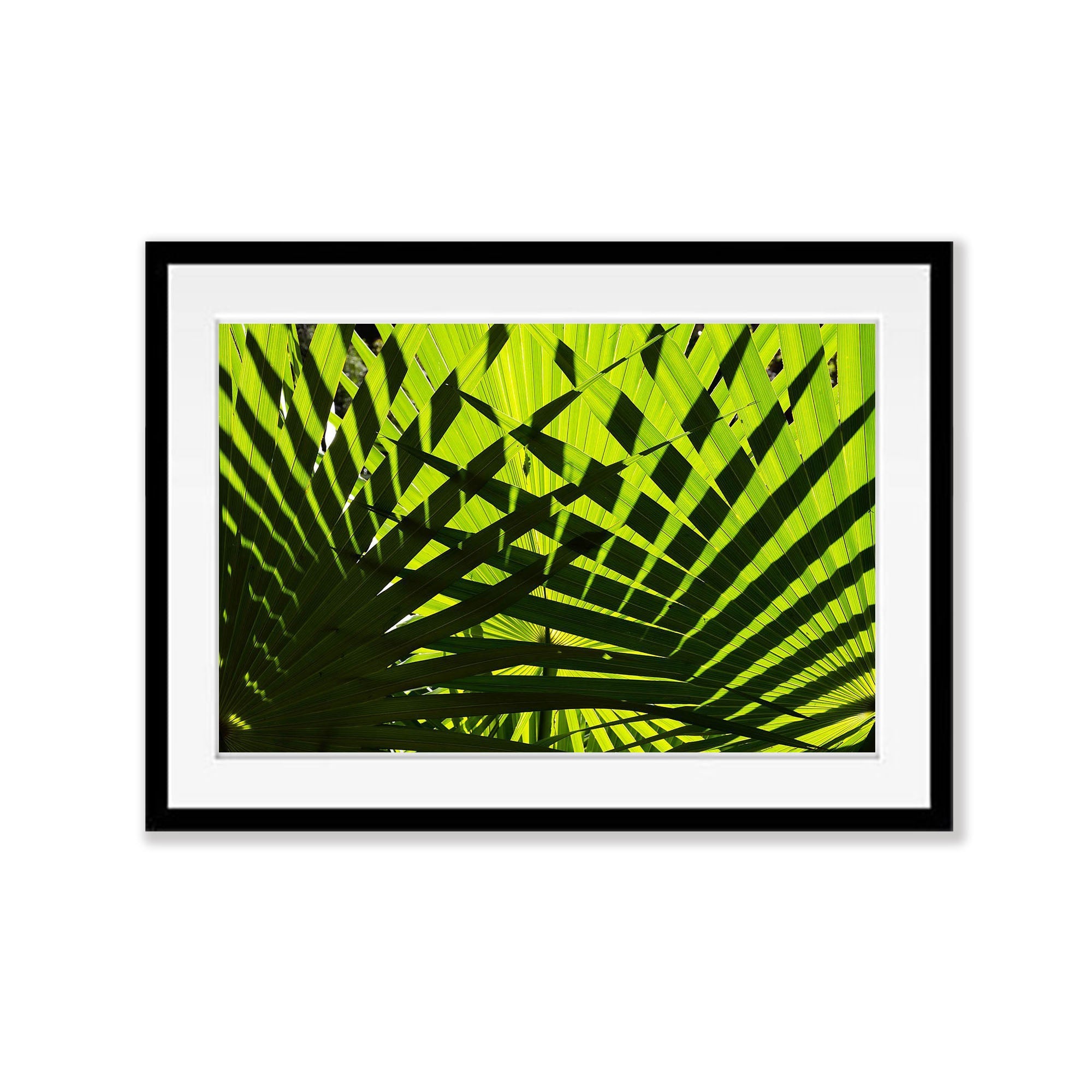 Crossover, Livistona Palms, The Kimberley