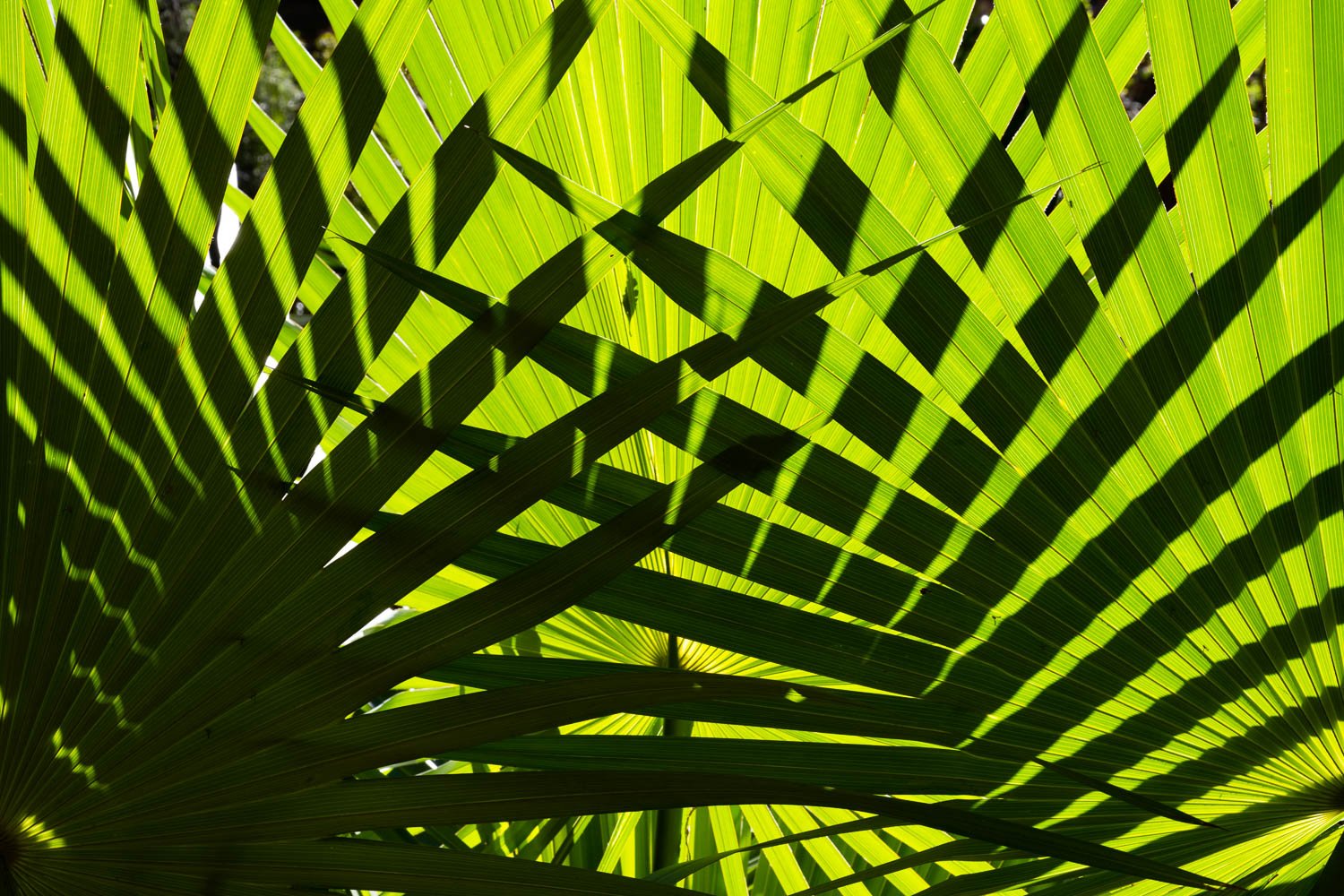 A sharp view of long green leaves intersecting each other in a group of two, shiny sunlight falling on the half picture and a solid shadow on the remaining part, Crossover, Livistona Palms, The Kimberley