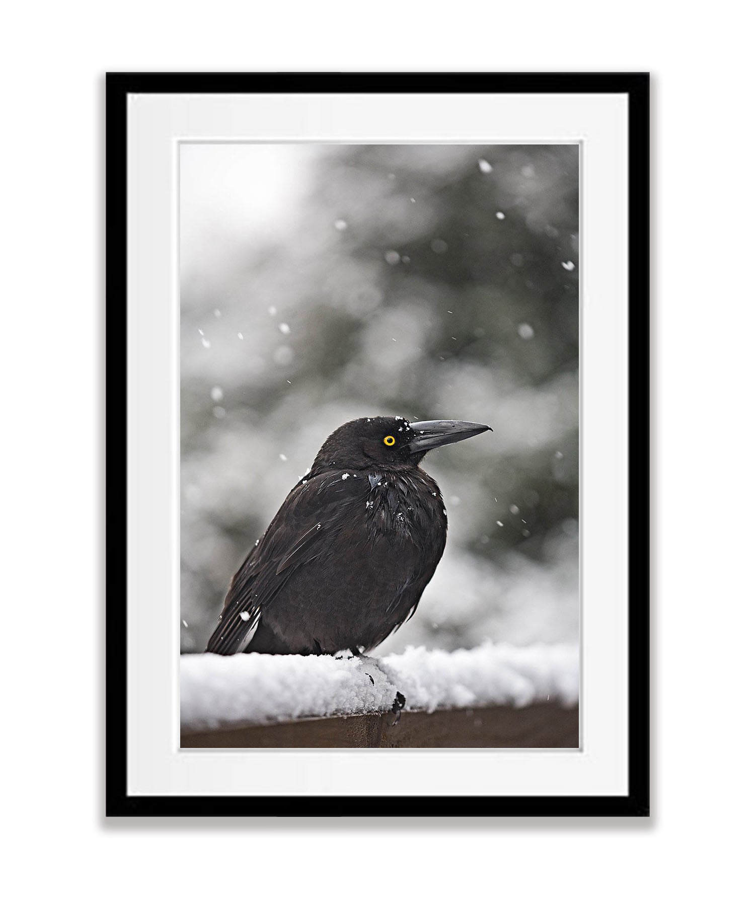 Currawong in the snow, Cradle Mountain, Tasmania
