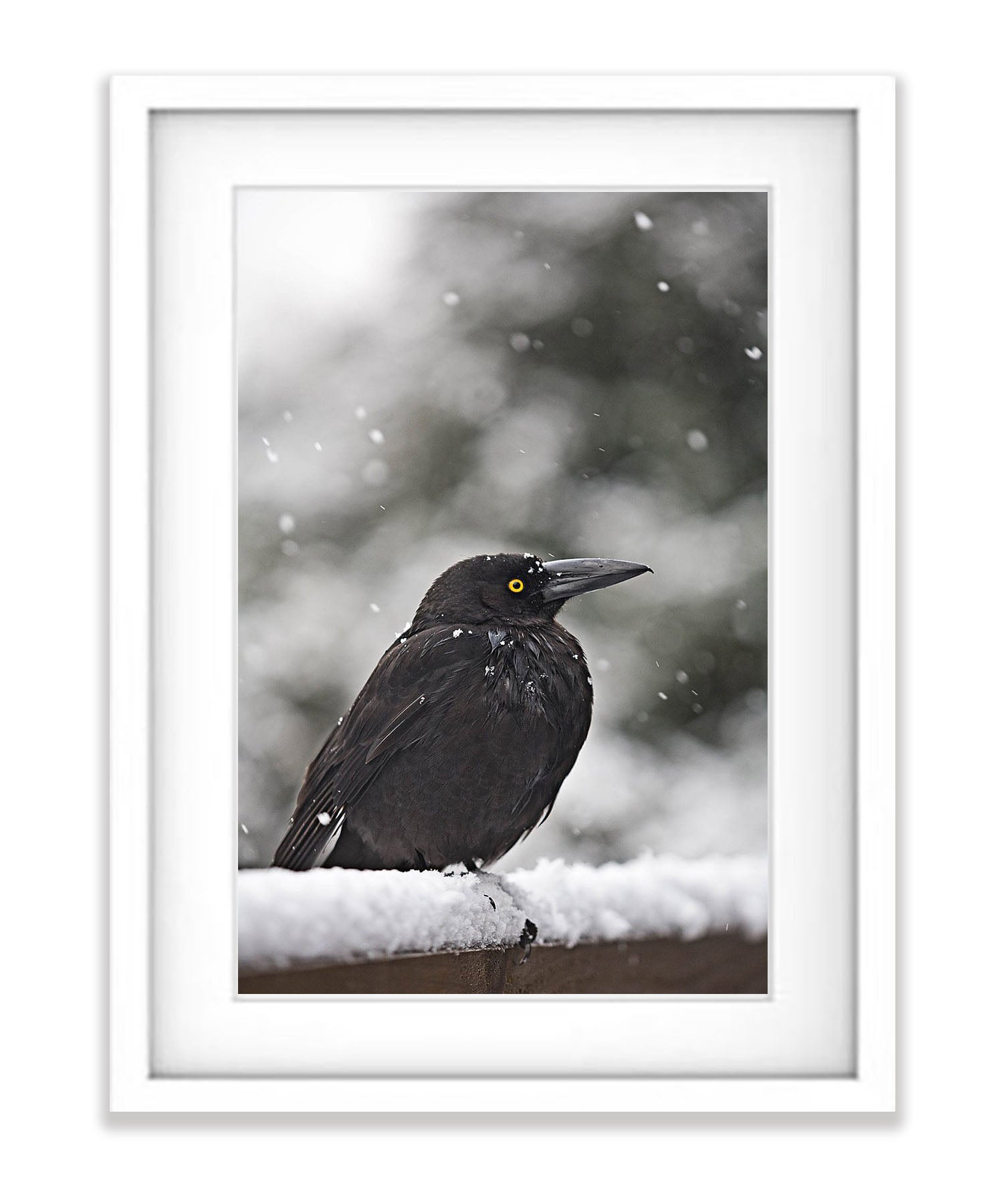 Currawong in the snow, Cradle Mountain, Tasmania