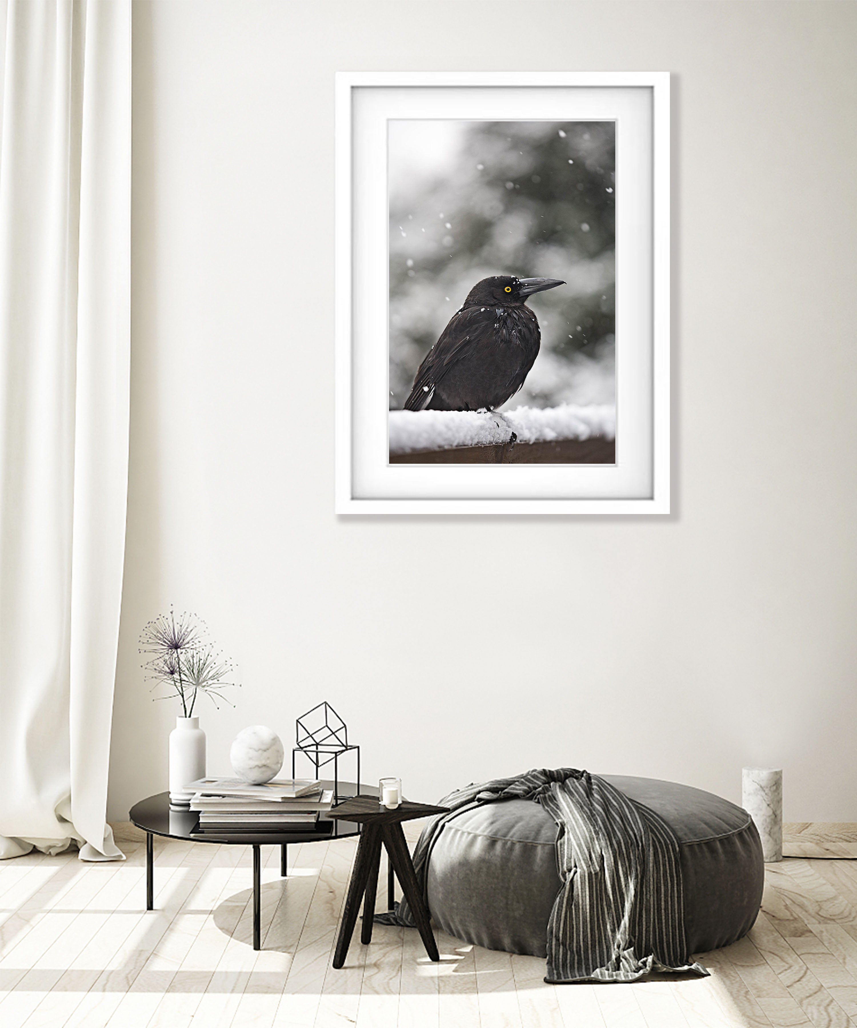 Currawong in the snow, Cradle Mountain, Tasmania