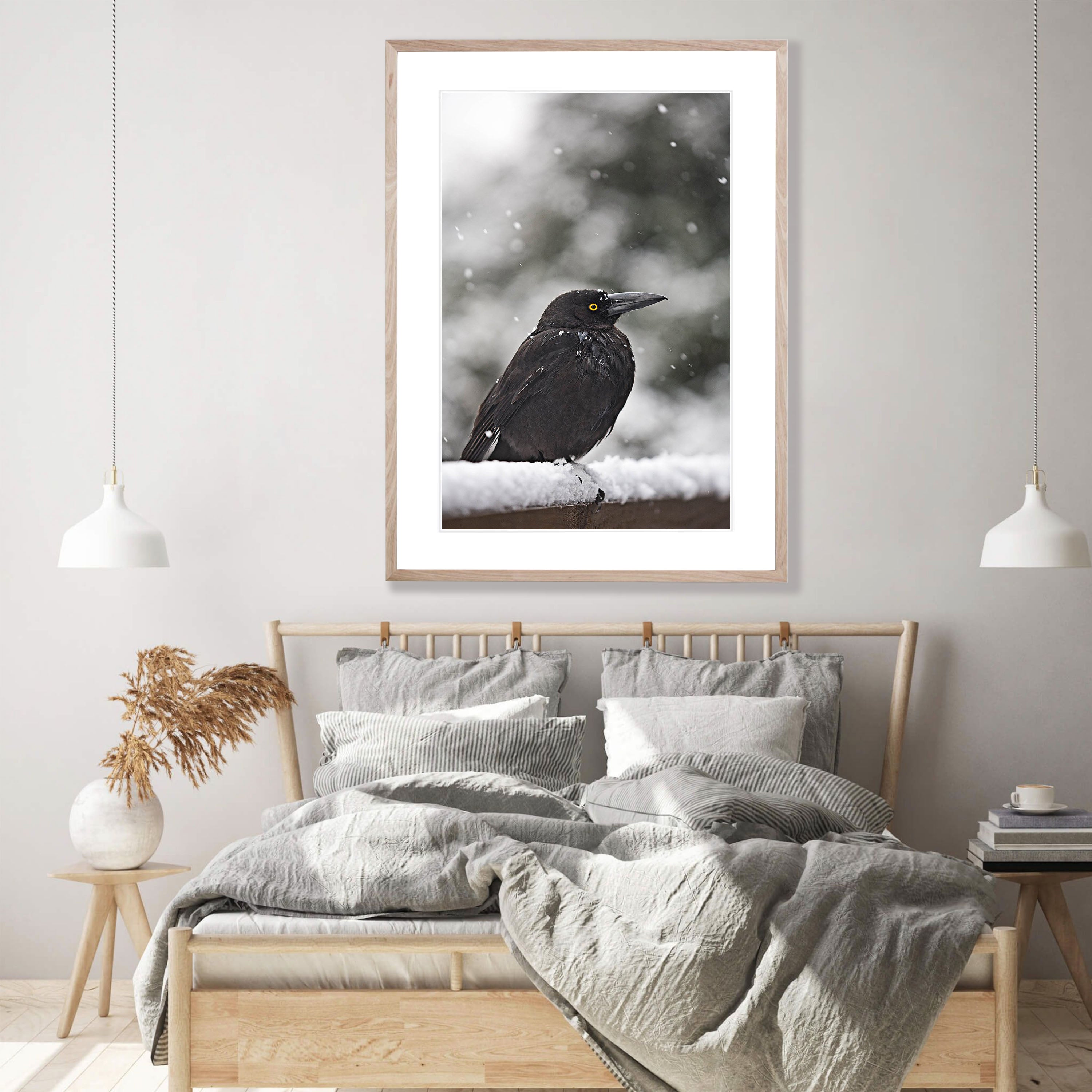 Currawong in the snow, Cradle Mountain, Tasmania