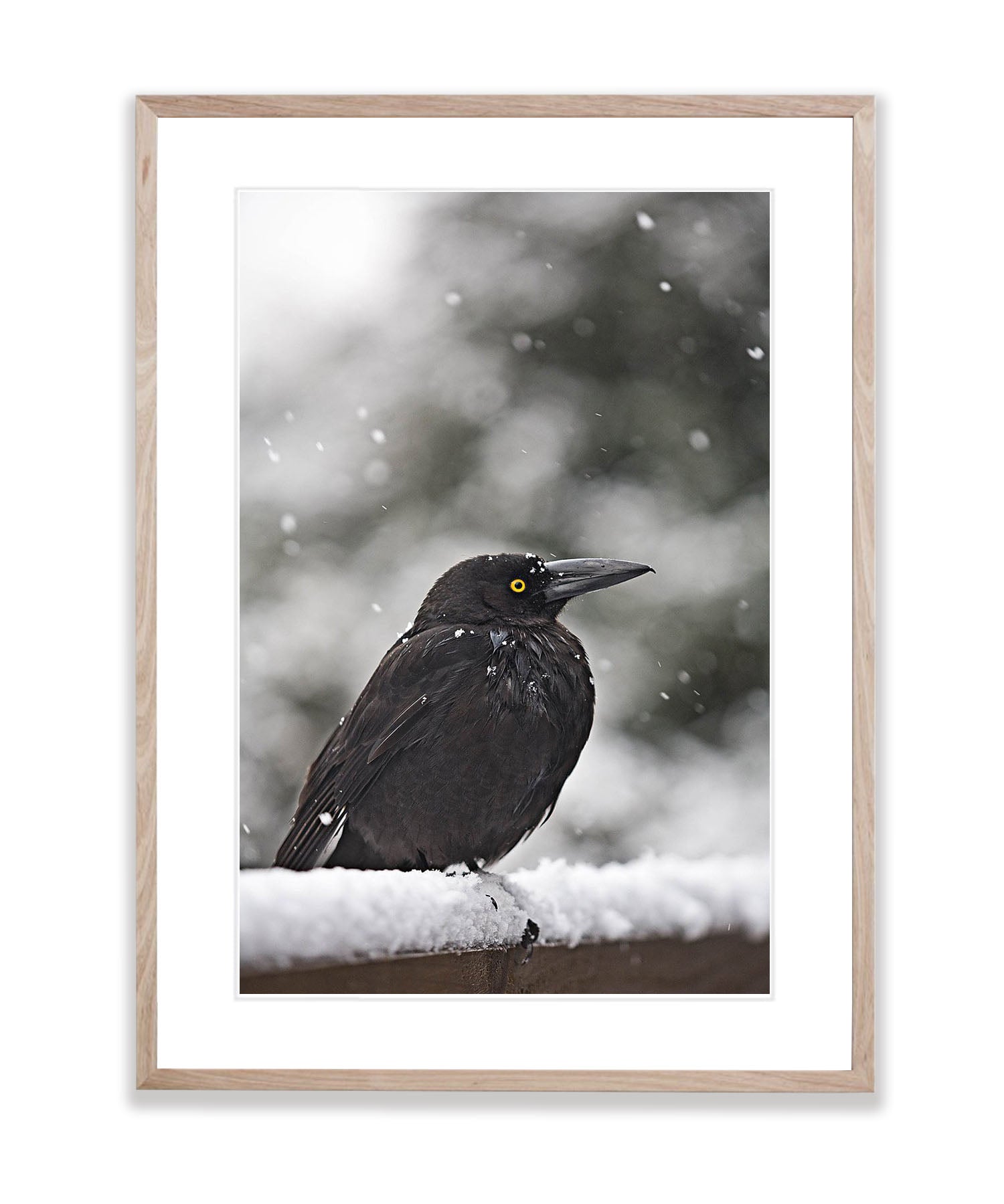 Currawong in the snow, Cradle Mountain, Tasmania