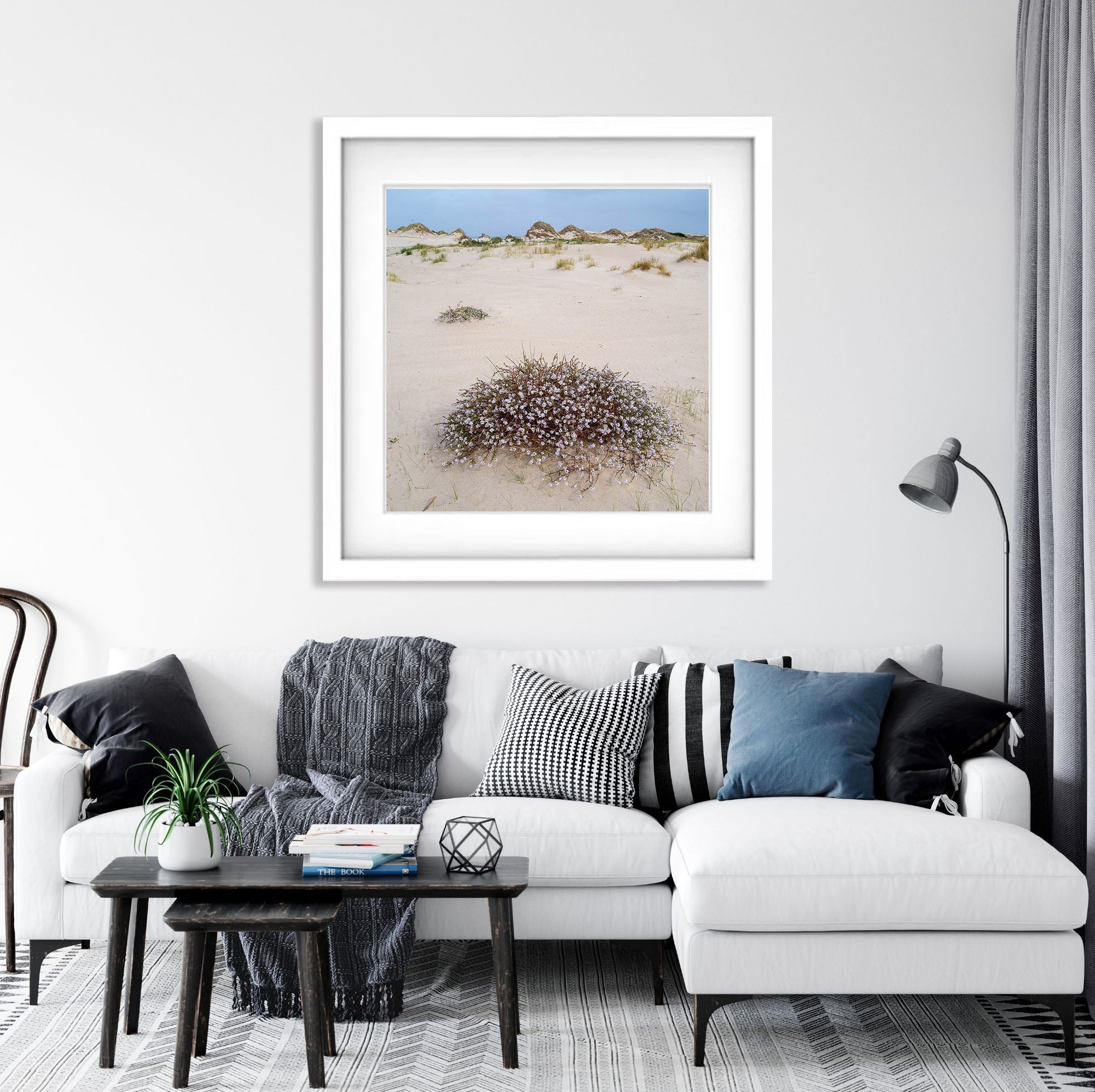 Cushion Plant in flower, Bay of Fires