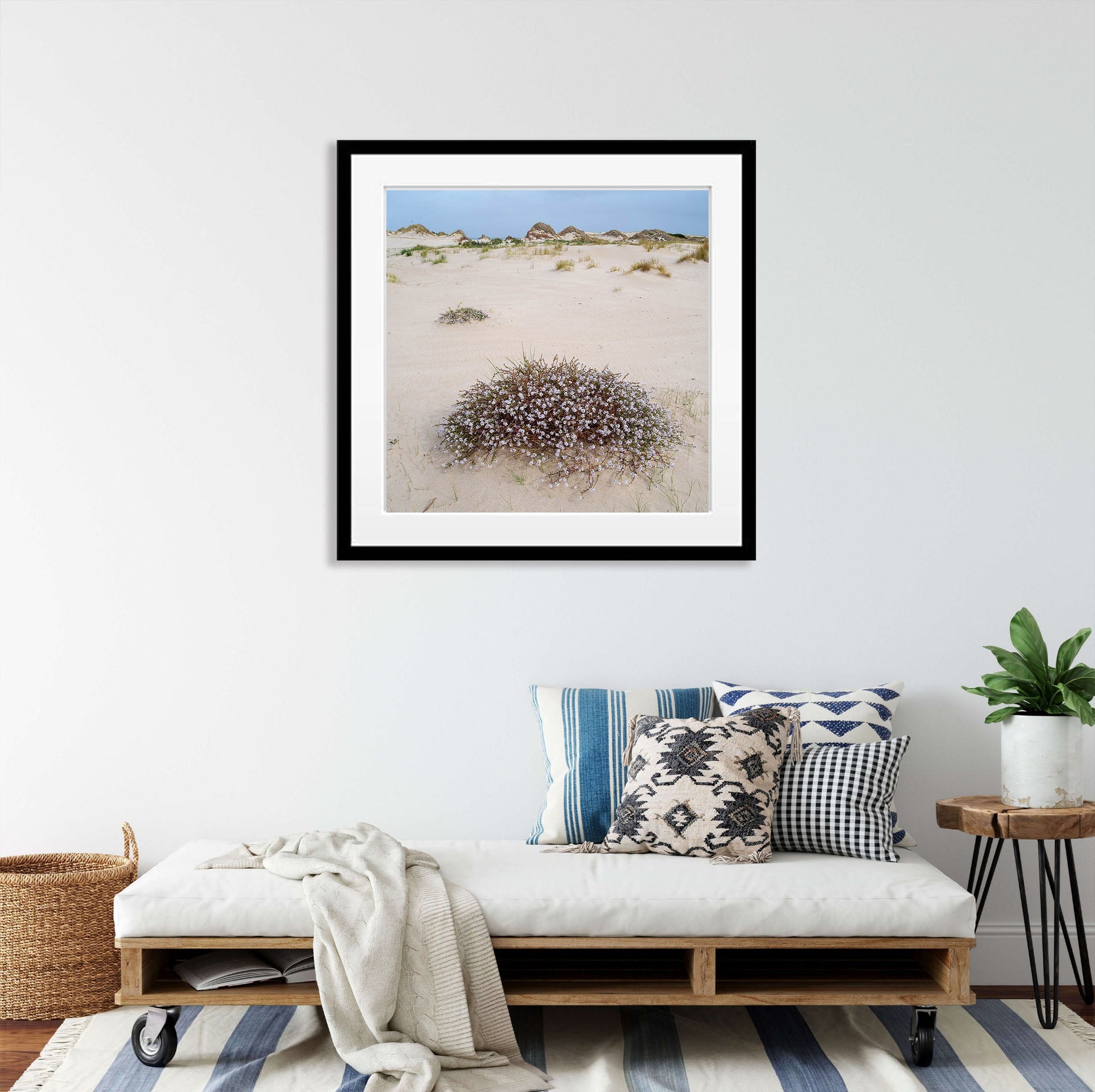 Cushion Plant in flower, Bay of Fires