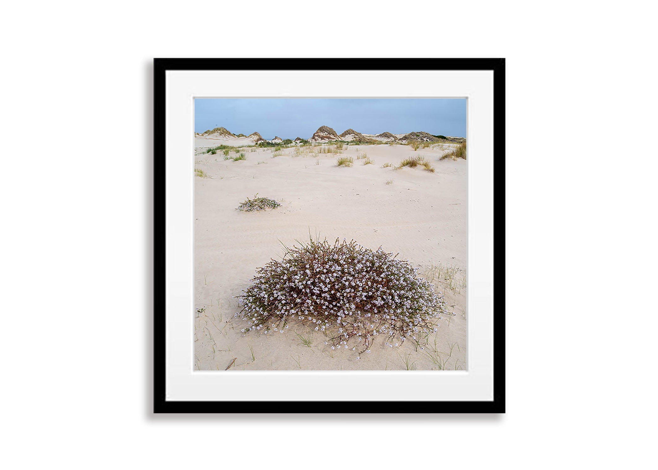 Cushion Plant in flower, Bay of Fires