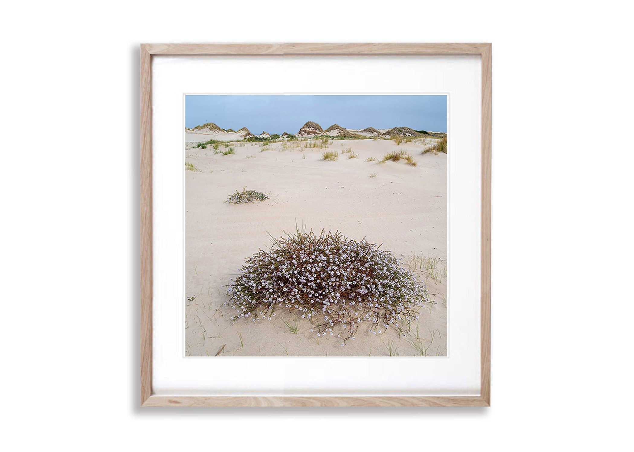 Cushion Plant in flower, Bay of Fires