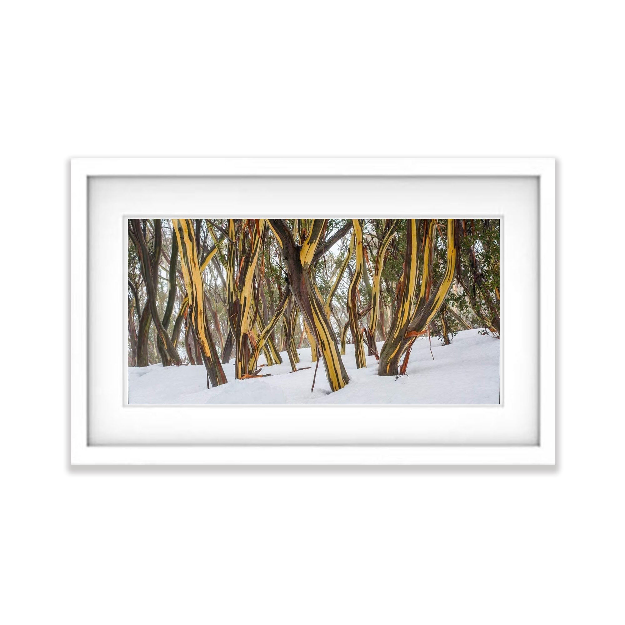 Dancing Snow Gums - Mt Hotham VIC