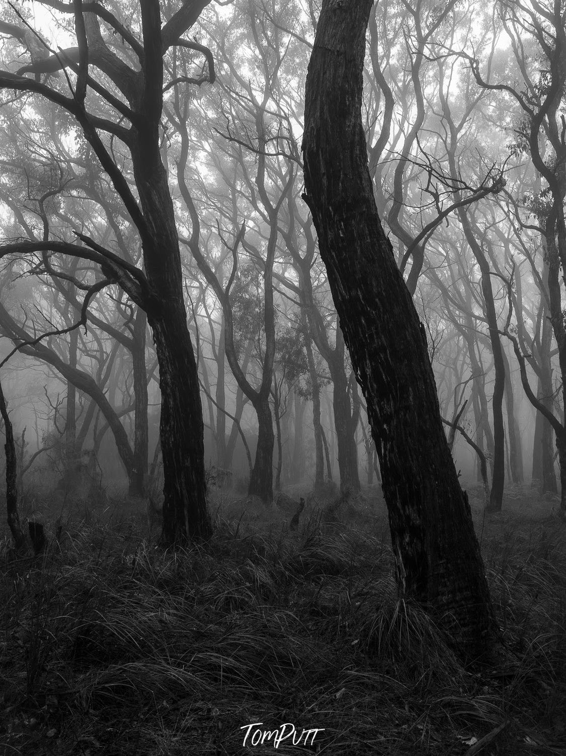 A dark black view of some large trees in the forest, no coming sunlight, Dancing Trees - Mornington Peninsula, VIC