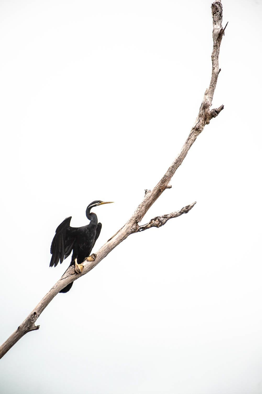 A black heron-like bird is sitting with open feathers on a tree branch, Arnhem Land 32 - Northern Territory    