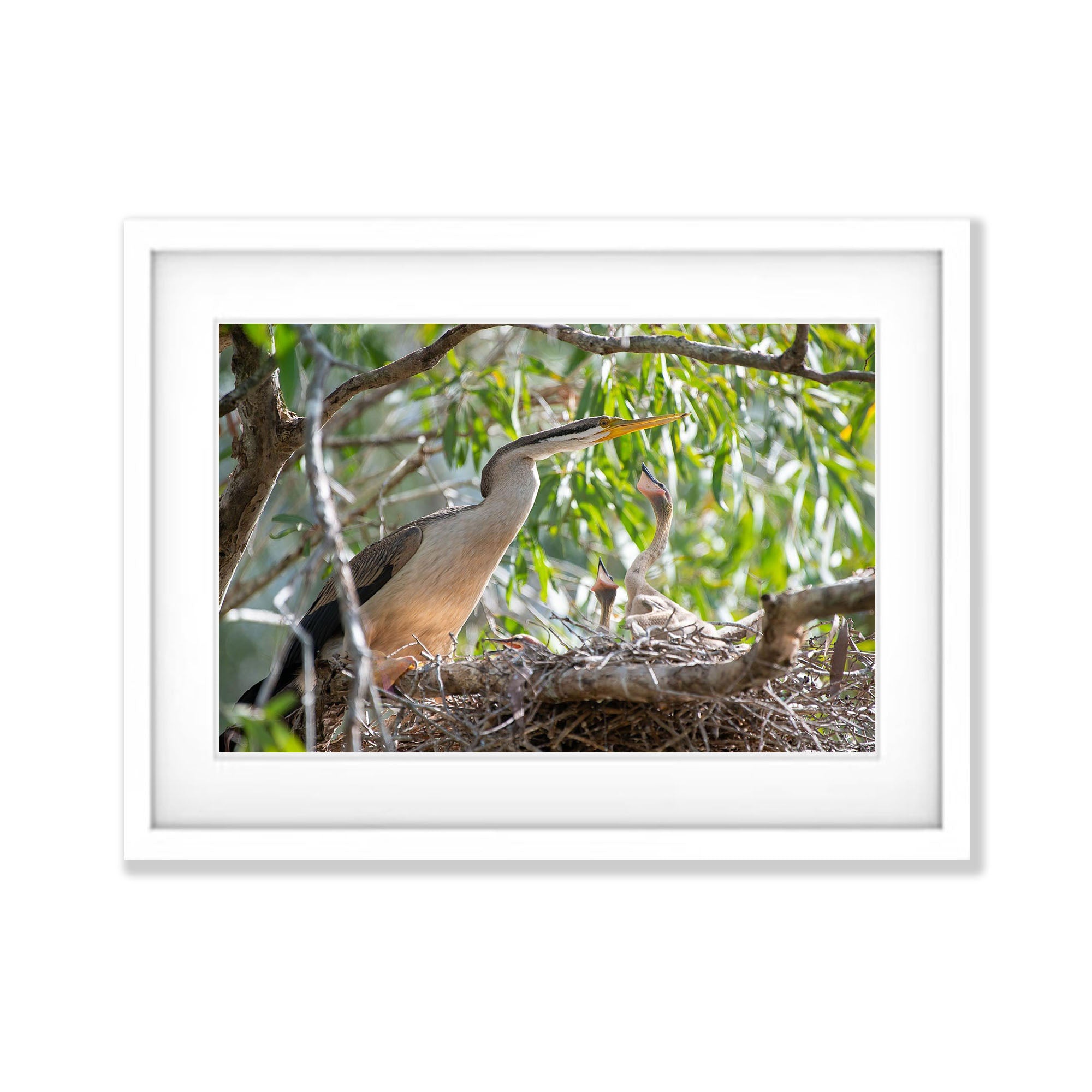 Darter on the nest with chicks, Arnhem Land, Northern Territory