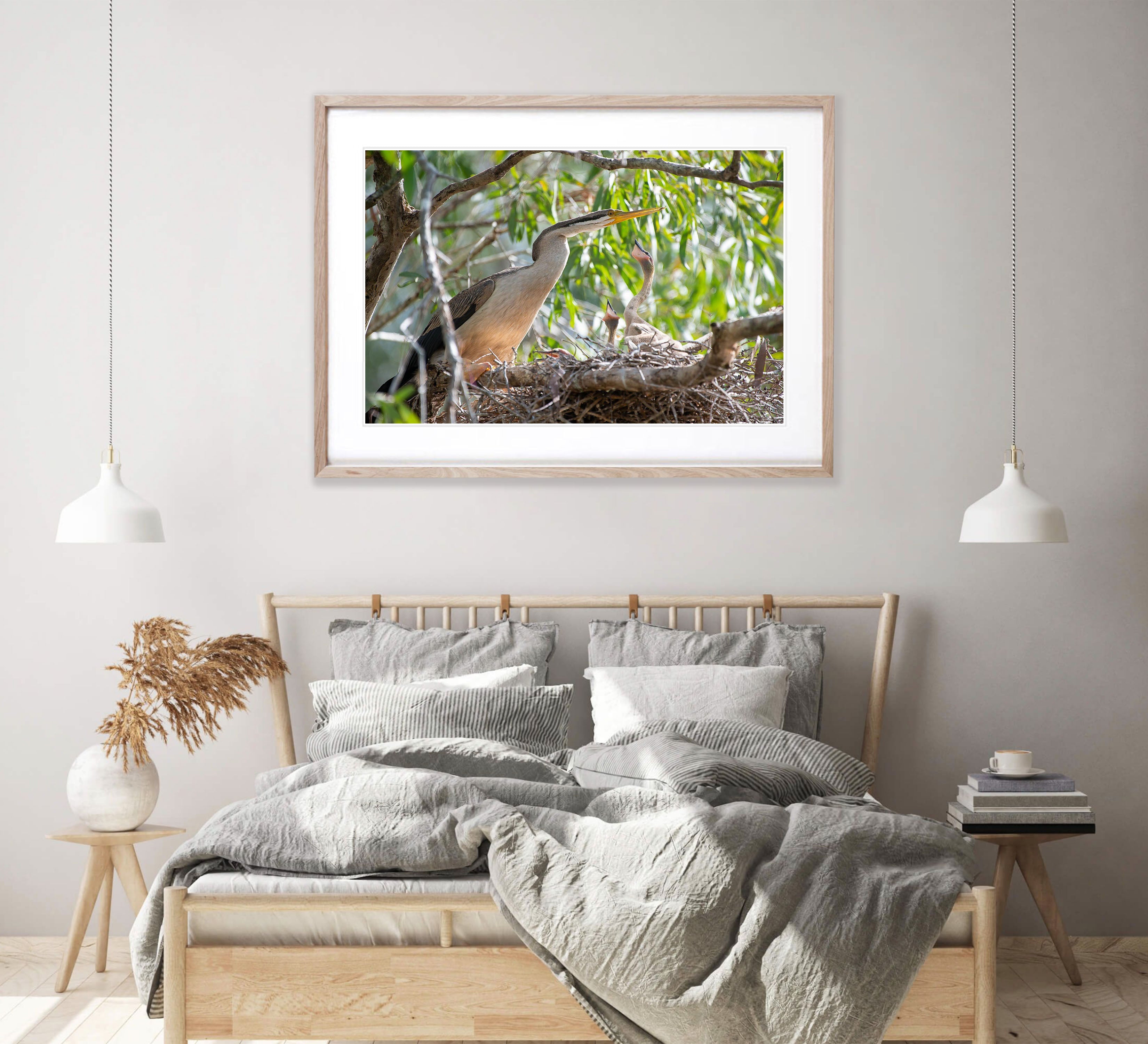 Darter on the nest with chicks, Arnhem Land, Northern Territory