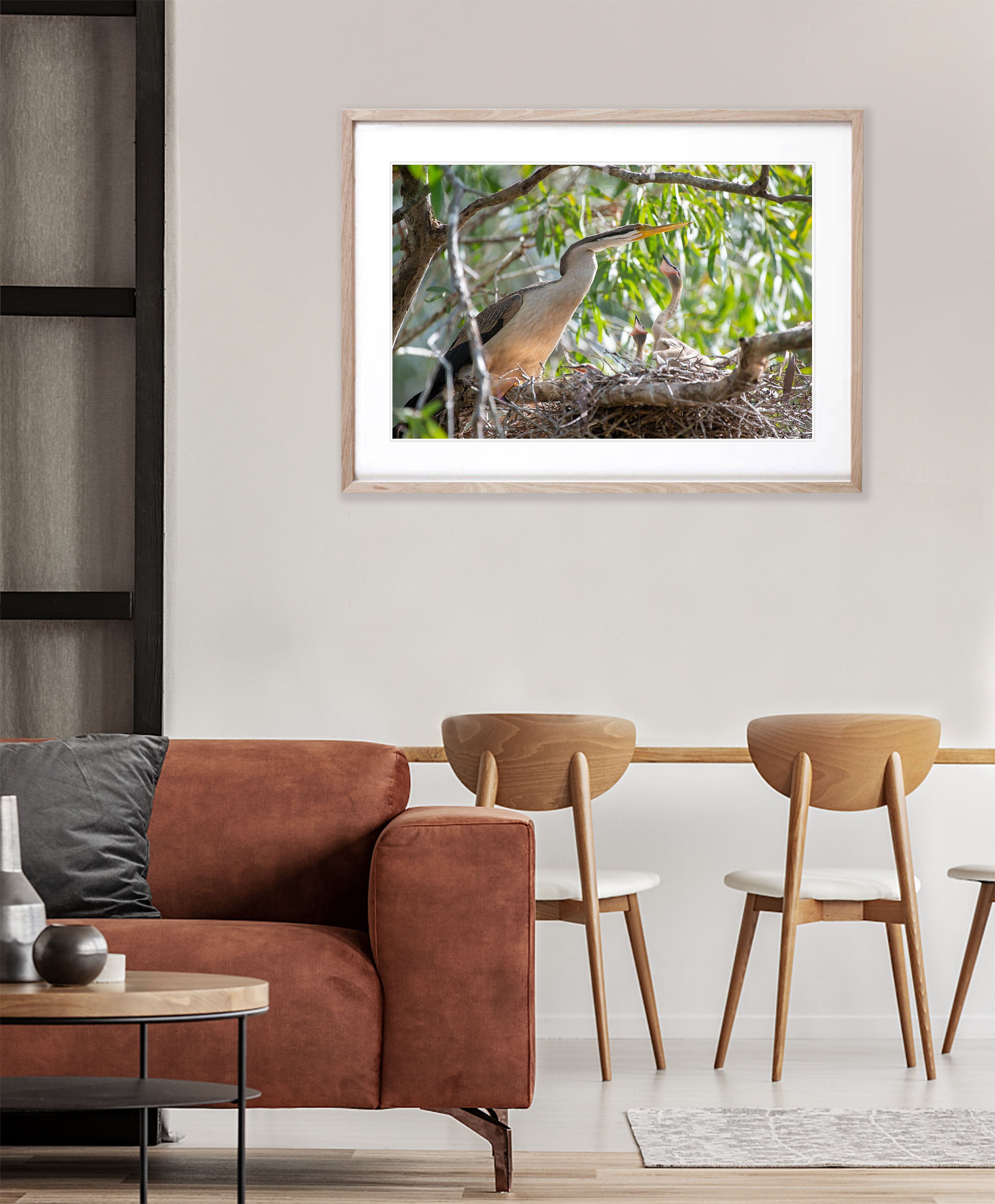 Darter on the nest with chicks, Arnhem Land, Northern Territory