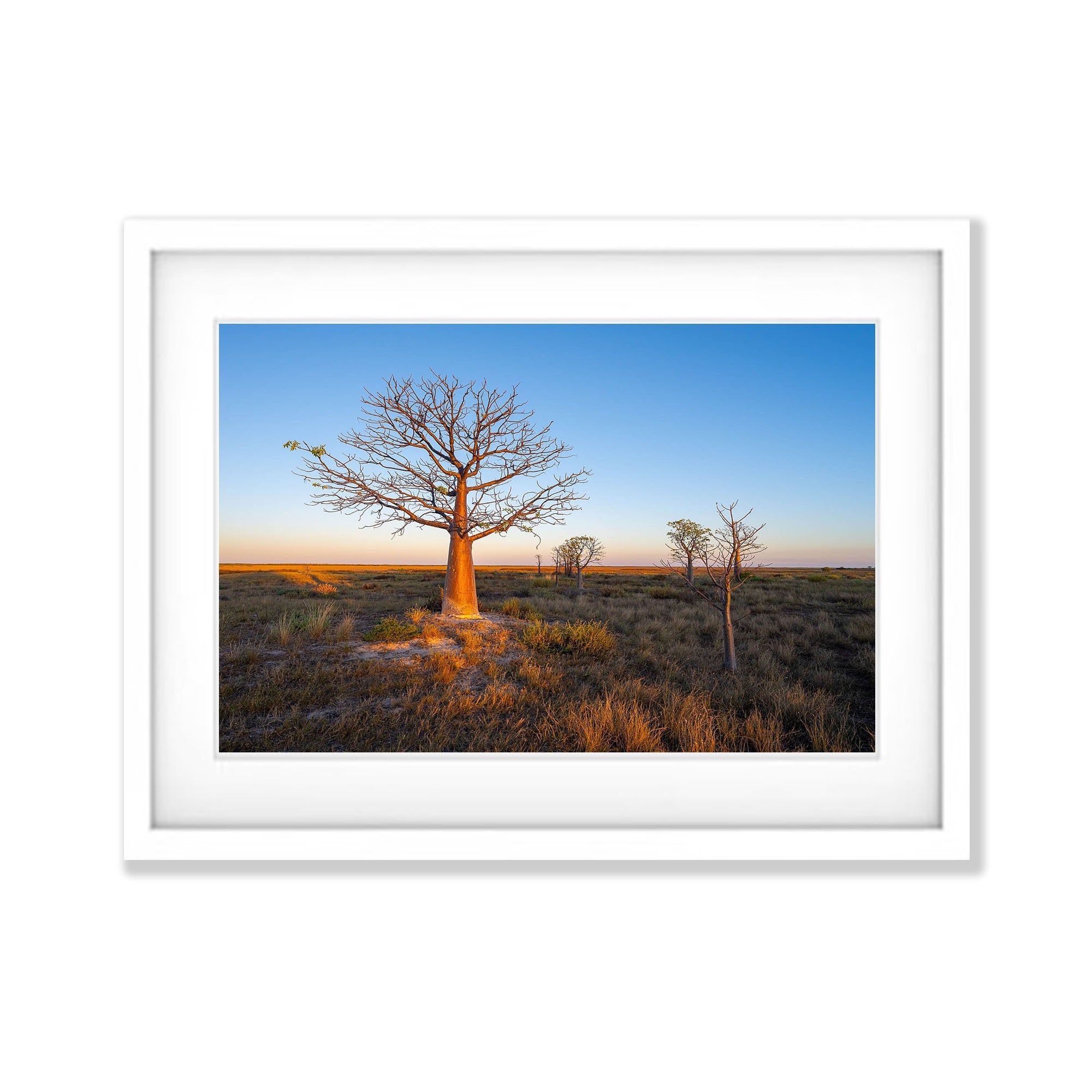 Dawn Light on Boab, Derby, The Kimberley