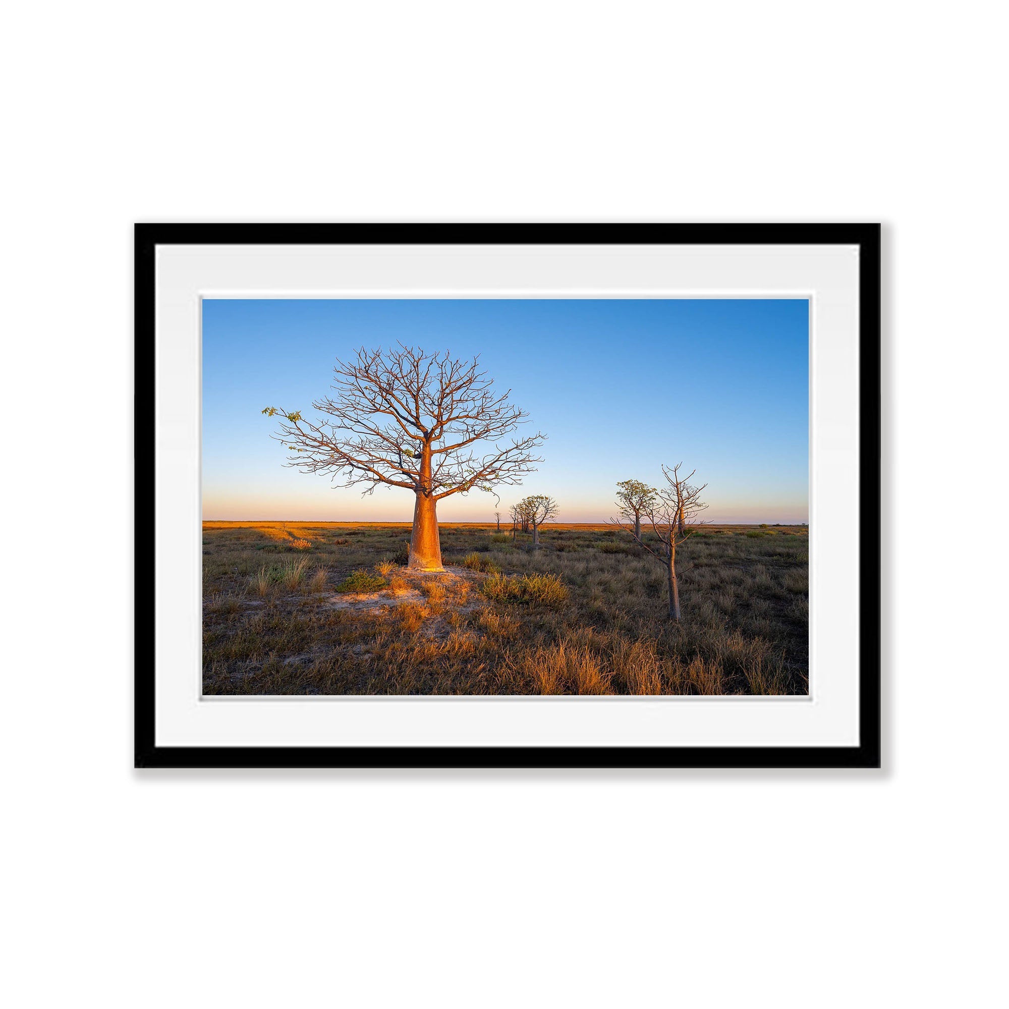 Dawn Light on Boab, Derby, The Kimberley