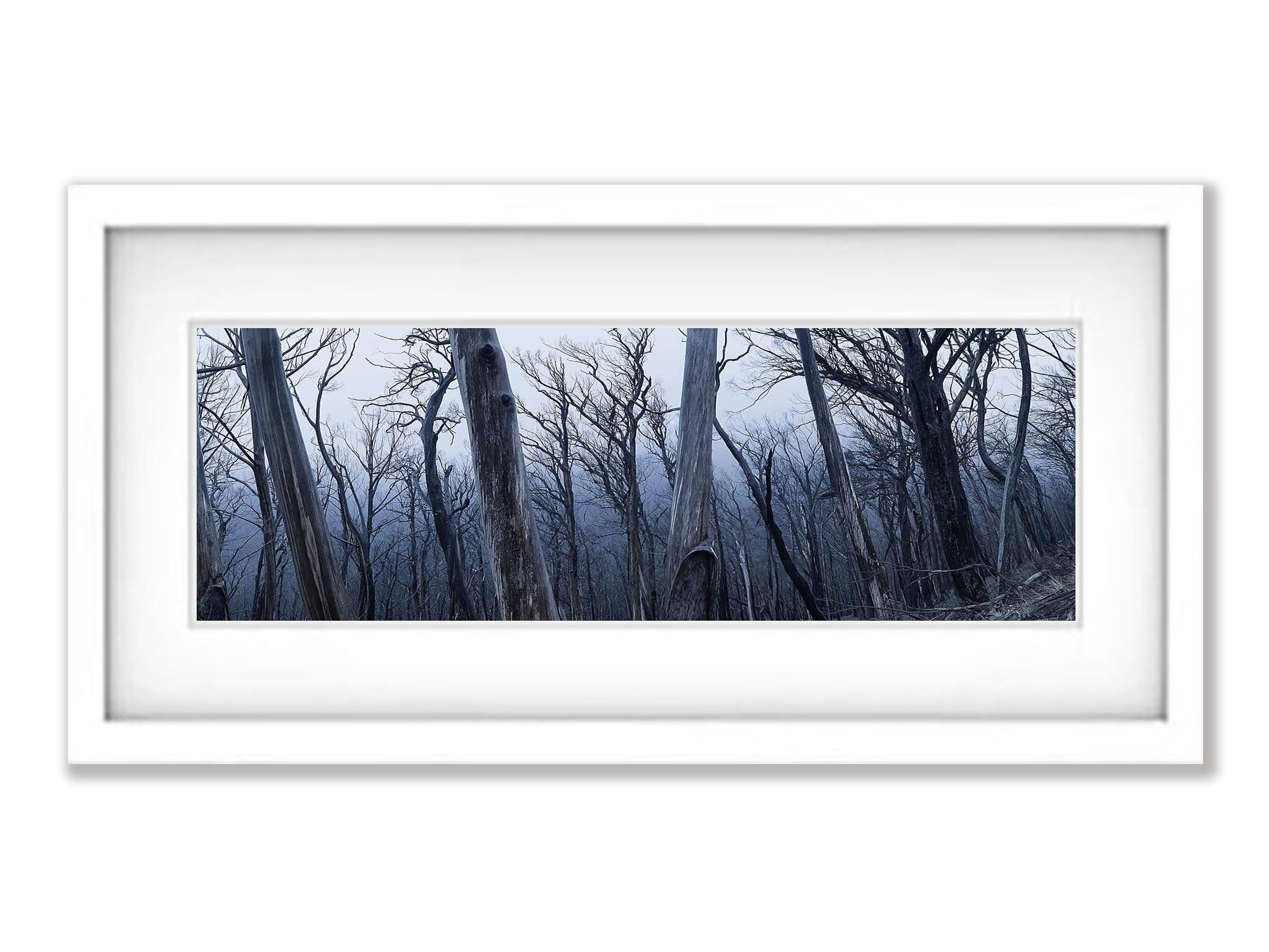 Dead Forest Mt Hotham, Victoria