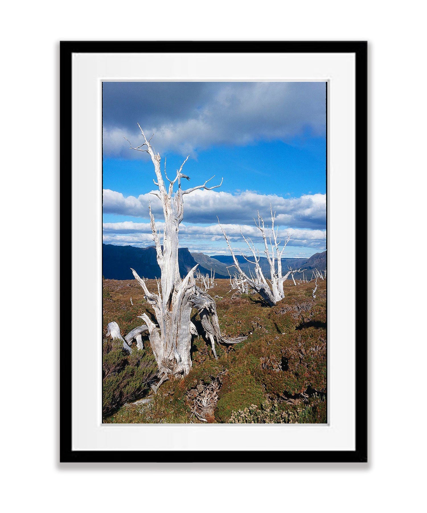 Dead Pencil Pines, Overland Track, Cradle Mountain, Tasmania