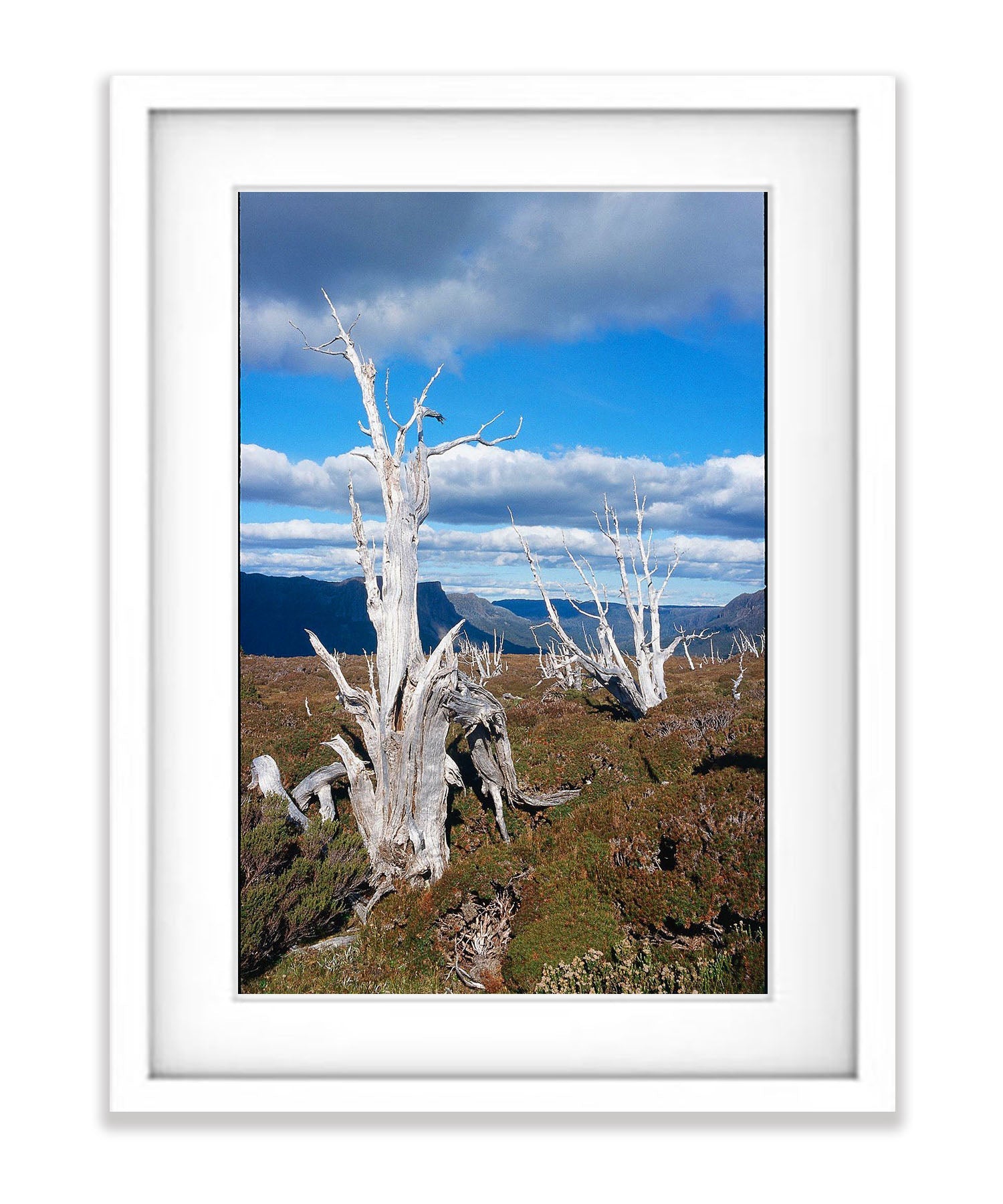 Dead Pencil Pines, Overland Track, Cradle Mountain, Tasmania