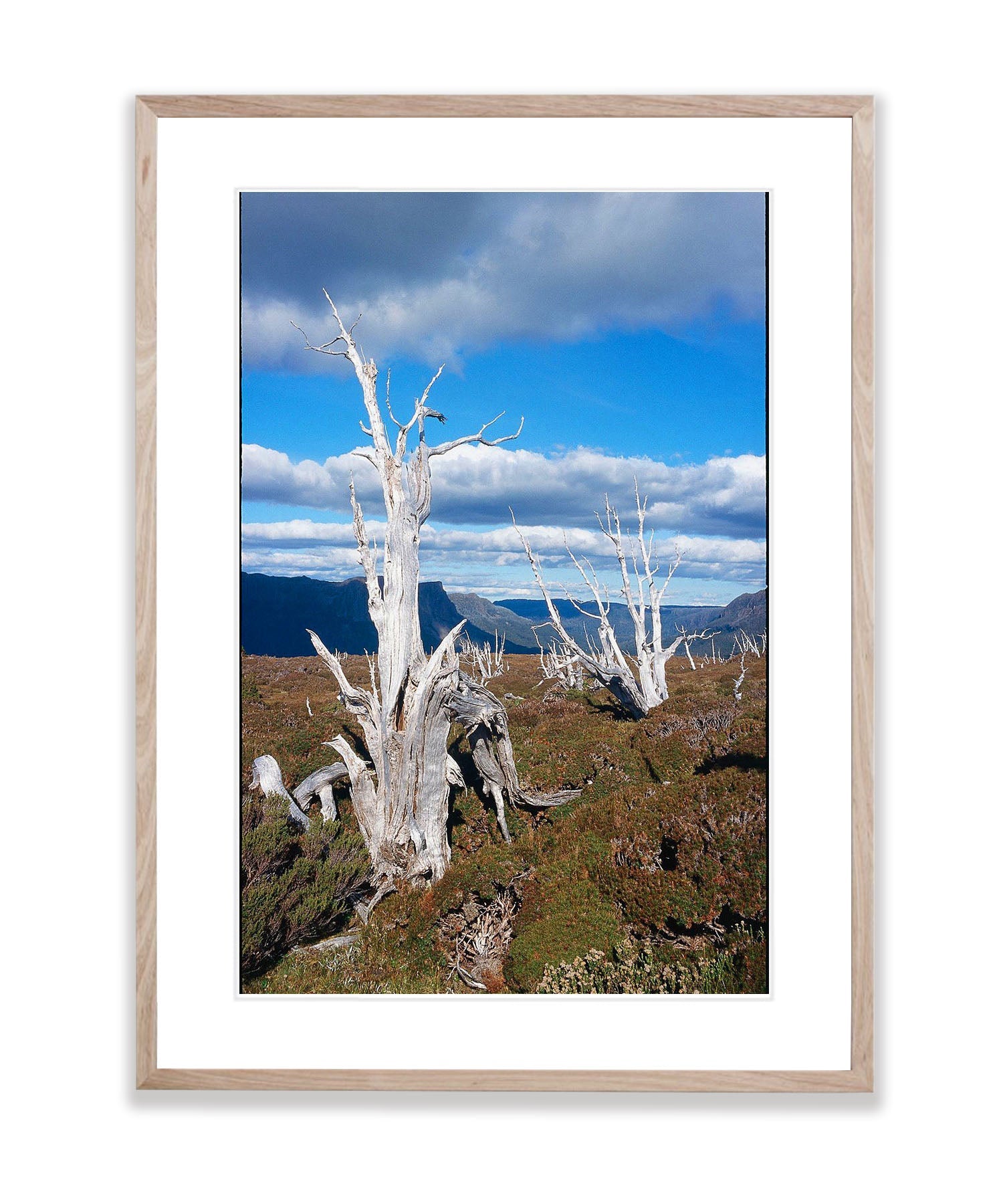 Dead Pencil Pines, Overland Track, Cradle Mountain, Tasmania