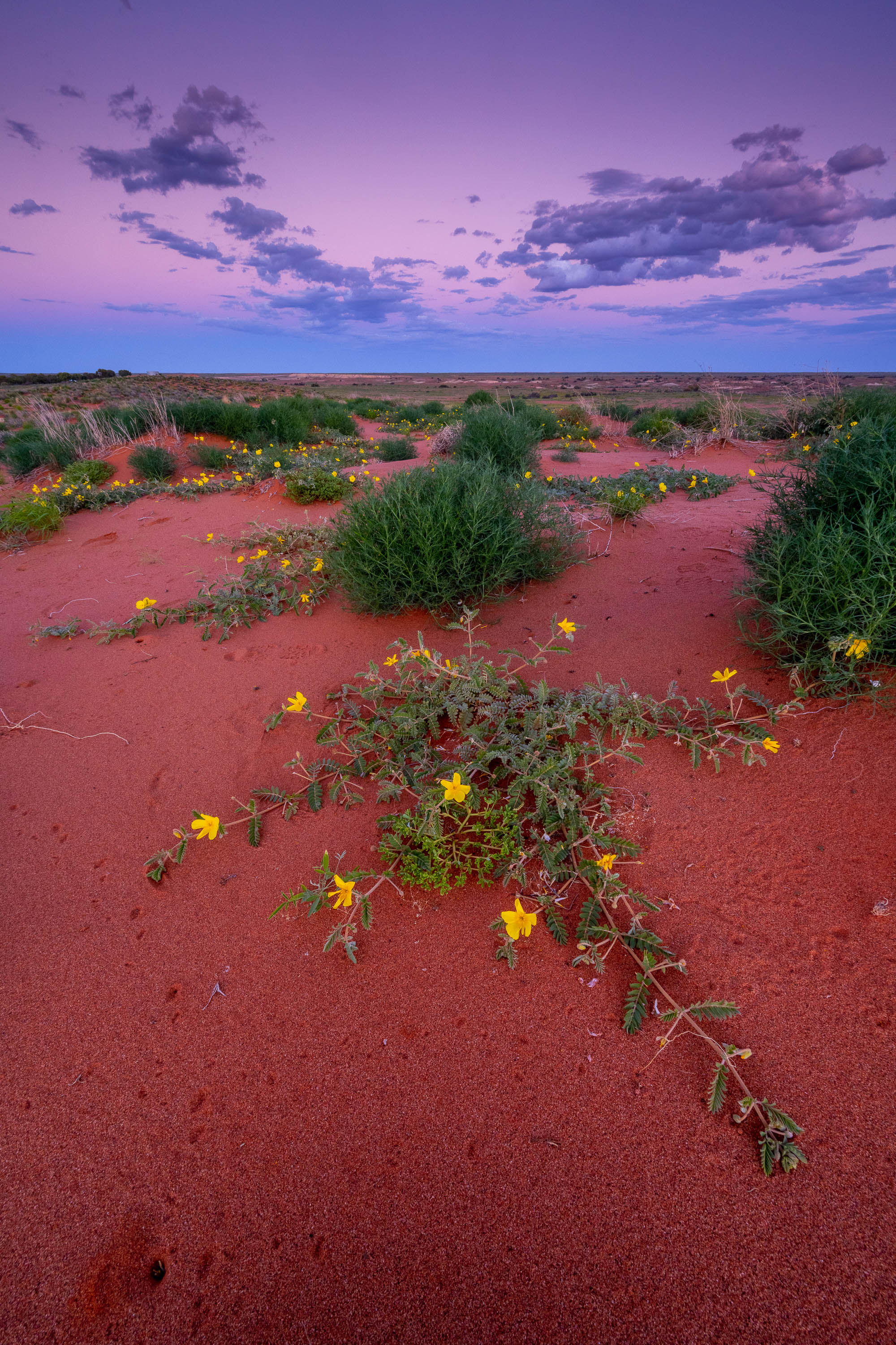 Desert Blooms, William Creek, South Australia