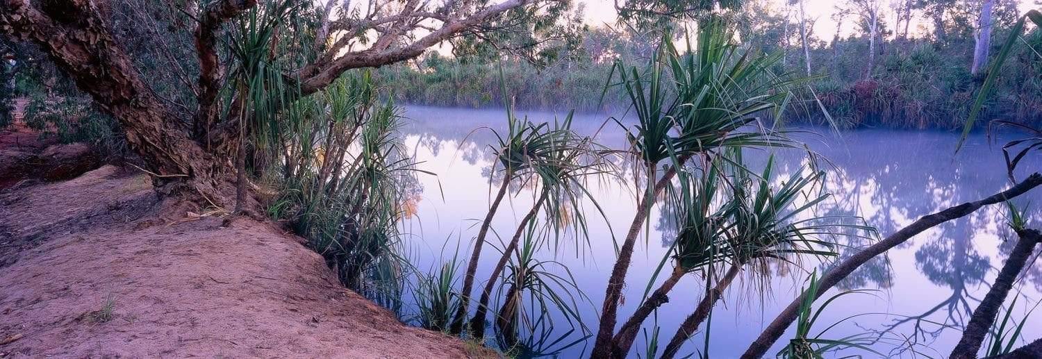 A little series of long plants on the edge of a lake with some trees besides them, Drysdale River - The Kimberley WA